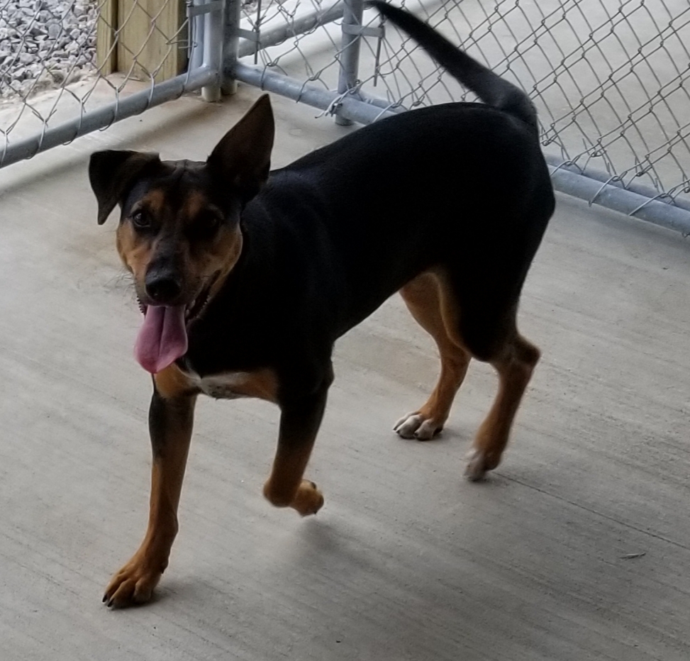 Enlarge Sheena, a Adoptable mixed breed in Anna, IL image 4/8