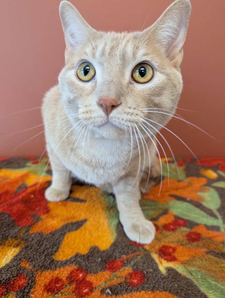 Enlarge Darrel, a Adoptable mixed breed in Superior, WI image 1/1