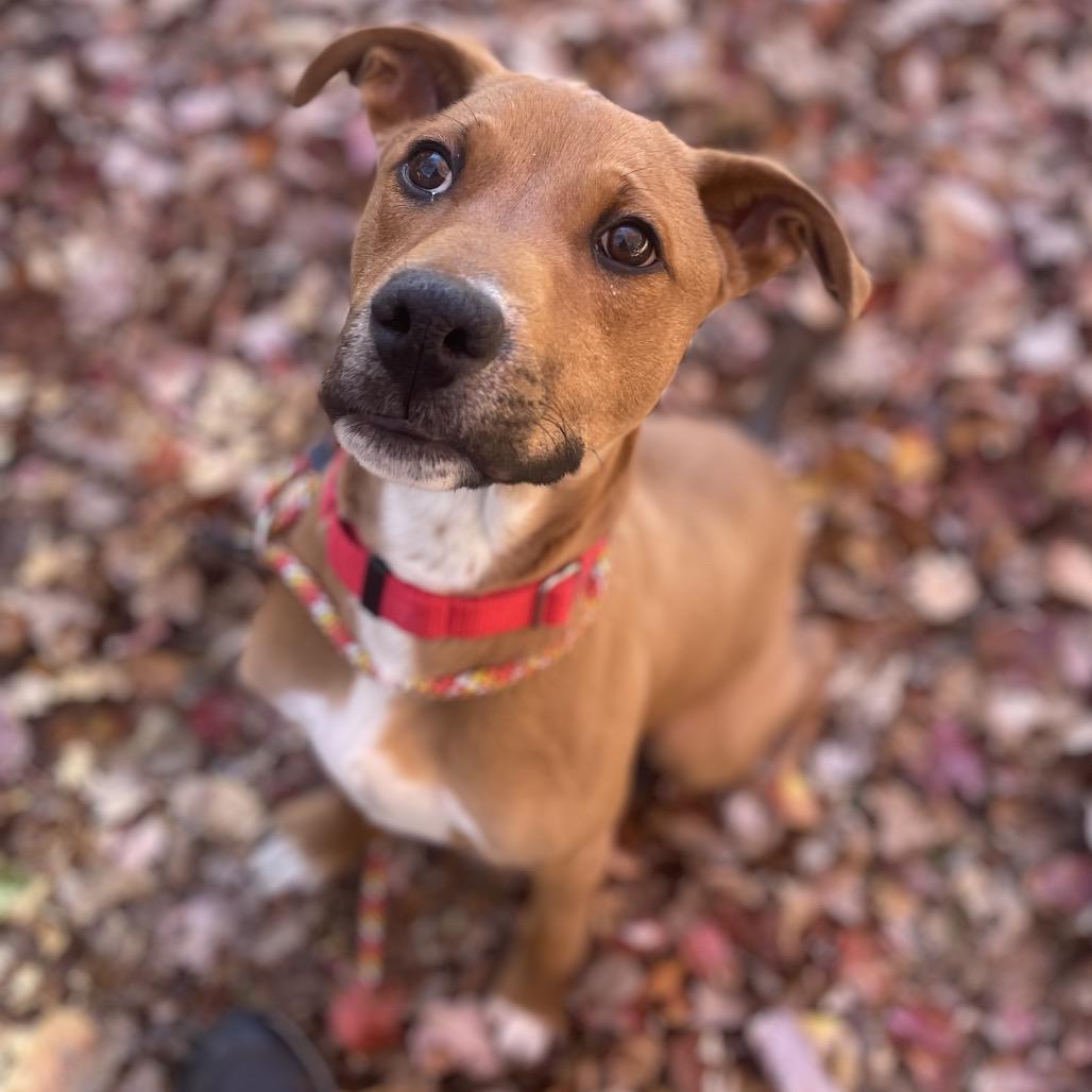 Enlarge Linus, a Adoptable Mixed Breed in Asheville, NC image 1/6