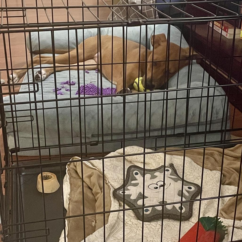 Enlarge Linus, a Adoptable Mixed Breed in Asheville, NC image 2/6