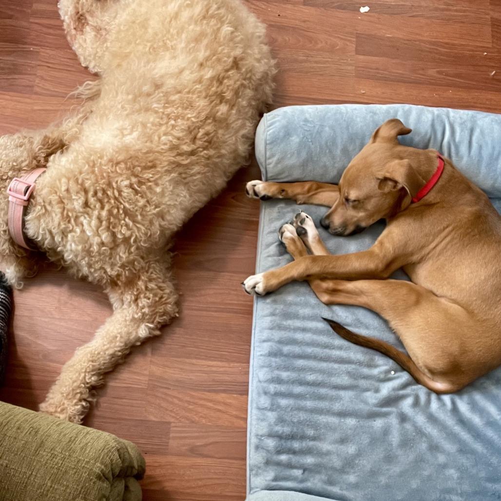 Enlarge Linus, a Adoptable Mixed Breed in Asheville, NC image 3/6