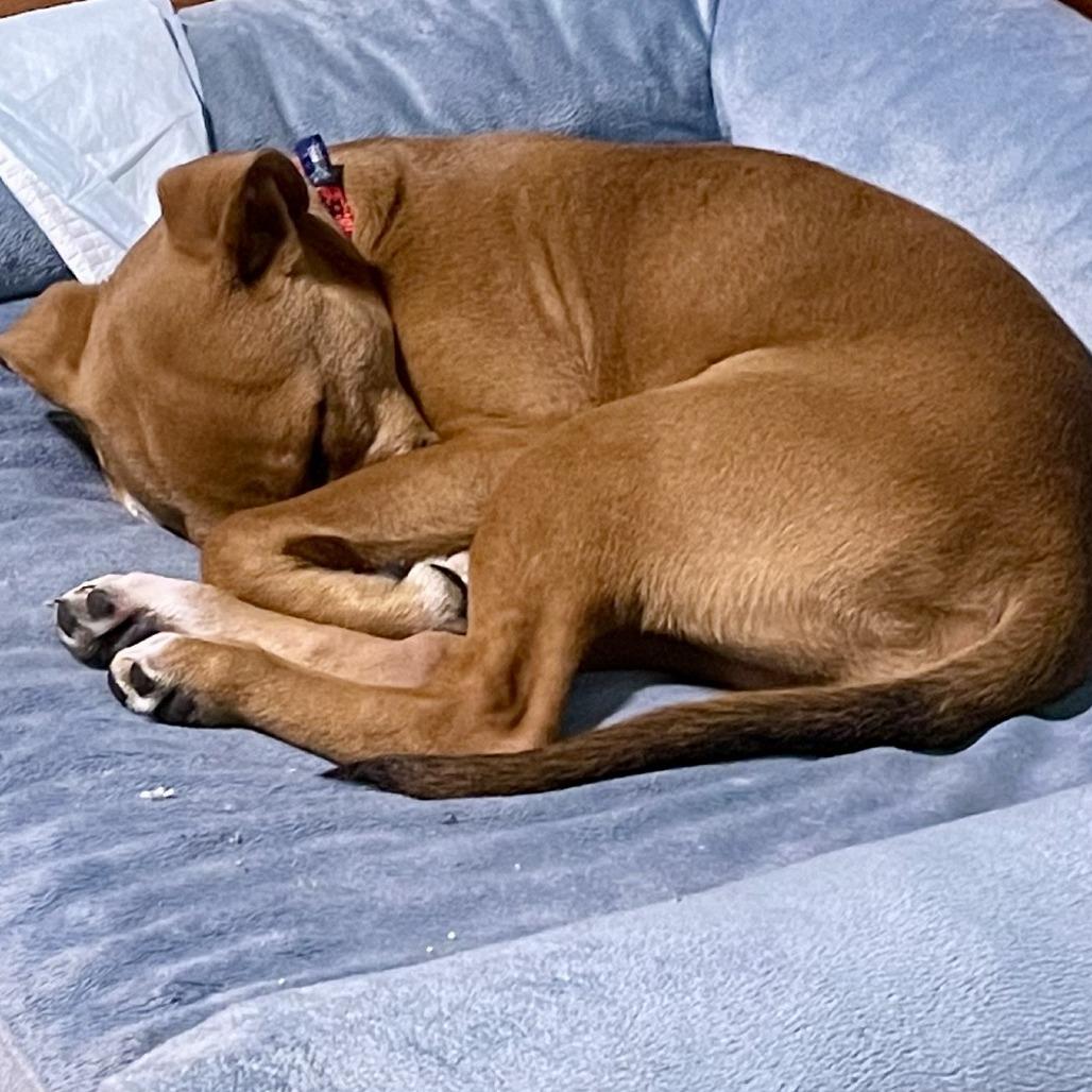 Enlarge Linus, a Adoptable Mixed Breed in Asheville, NC image 5/6