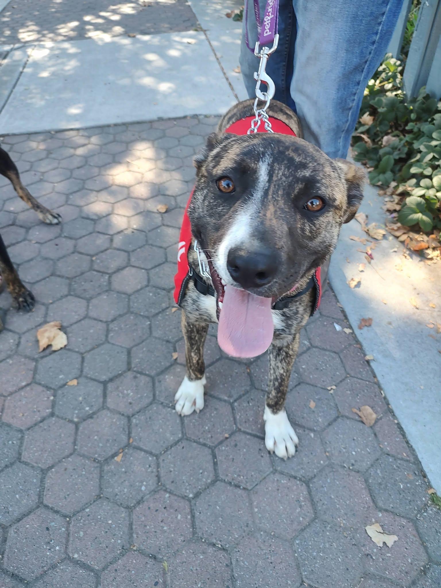 Enlarge Marie, an adopted mixed breed in Hollister, CA image 2/5