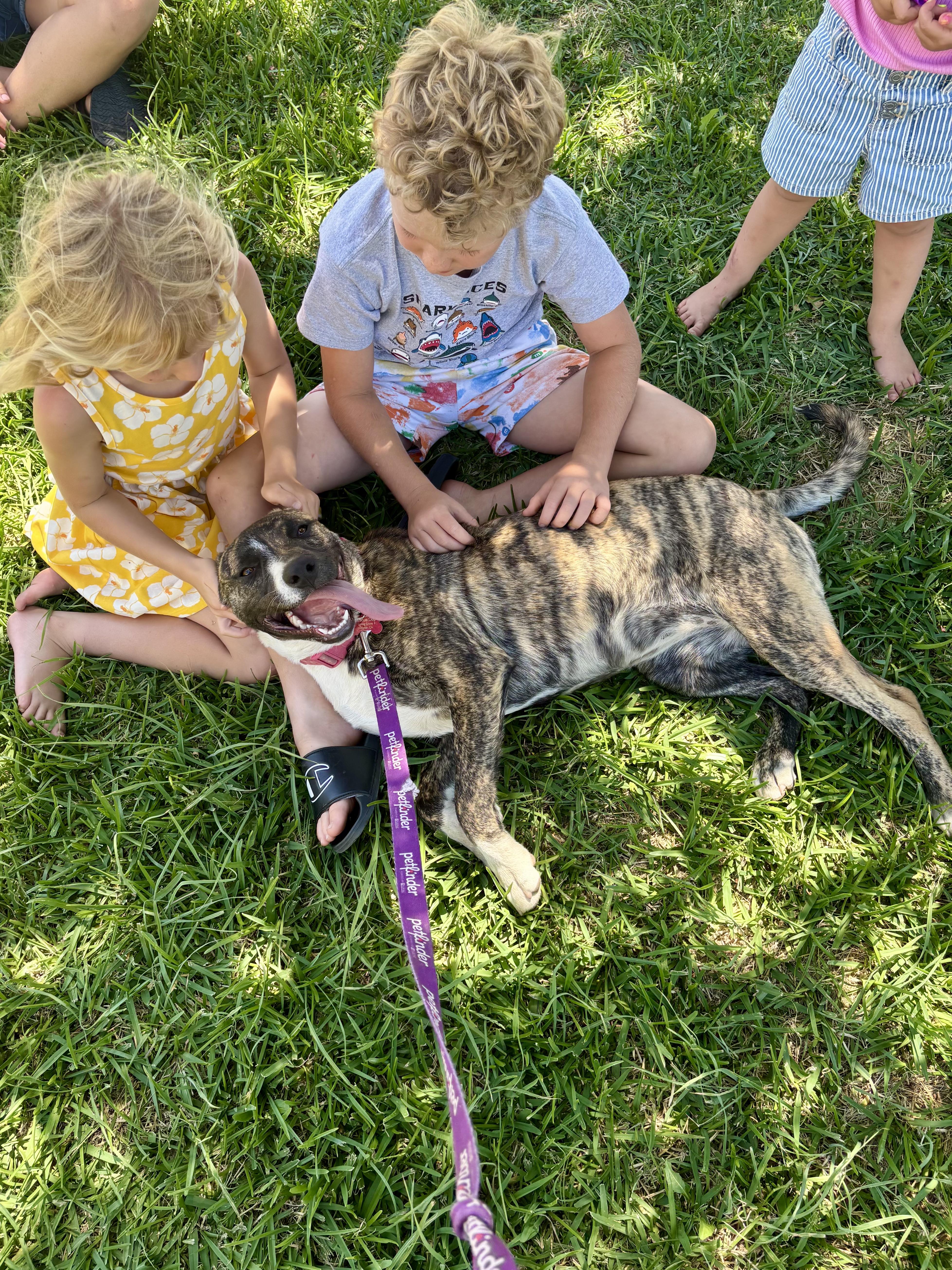 Enlarge Marie, an adopted mixed breed in Hollister, CA image 1/5
