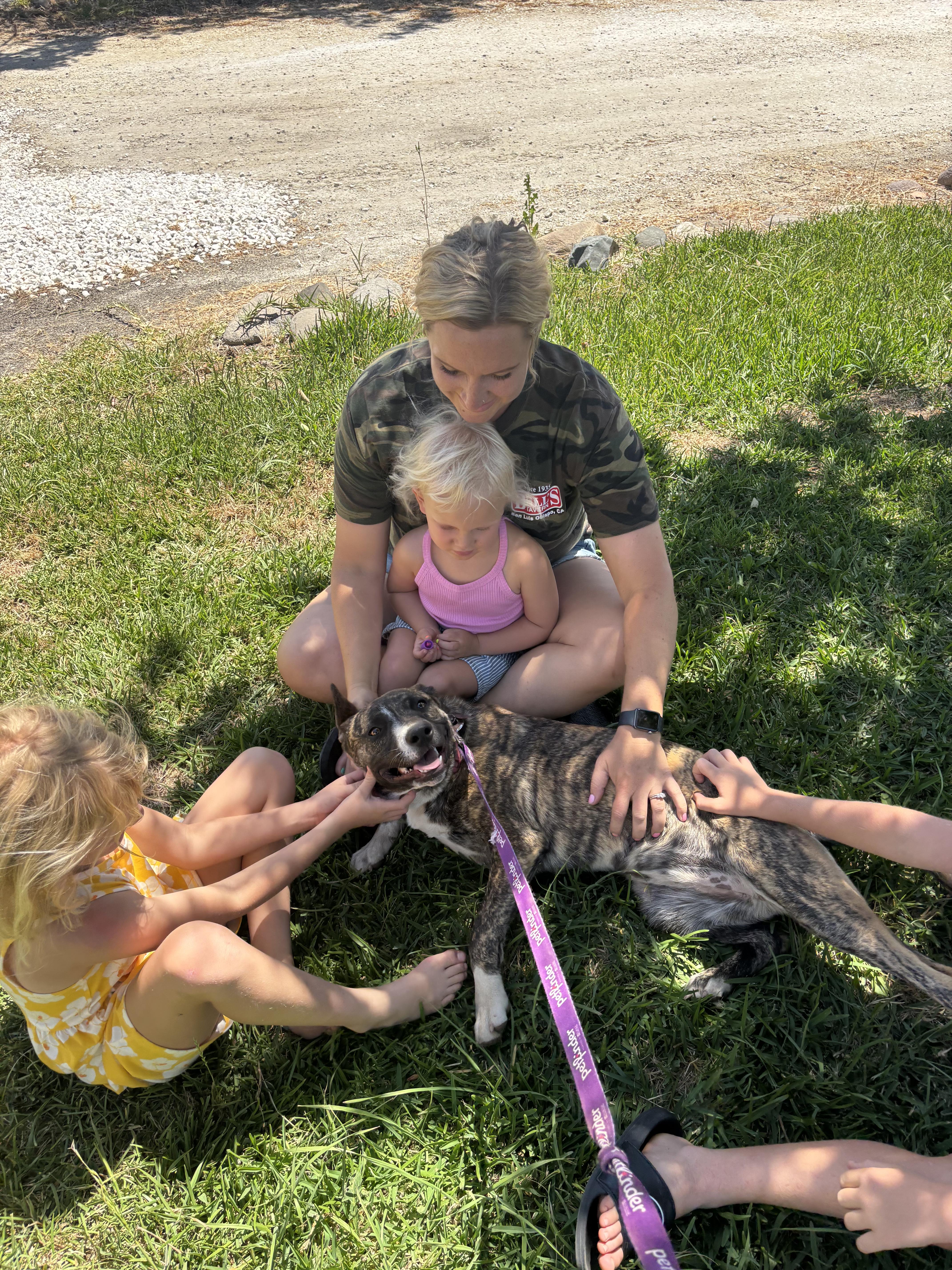 Enlarge Marie, an adopted mixed breed in Hollister, CA image 5/5