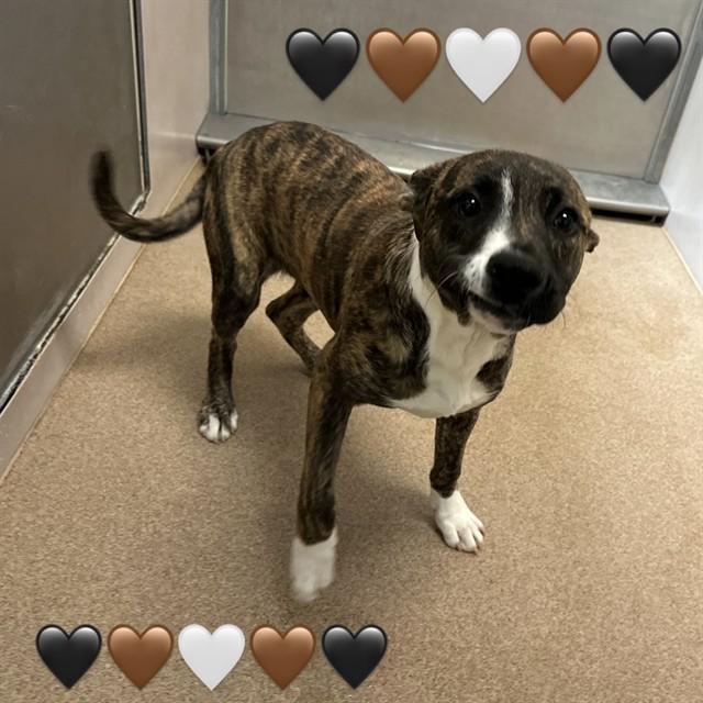 Enlarge Marie, an adopted mixed breed in Hollister, CA image 3/5