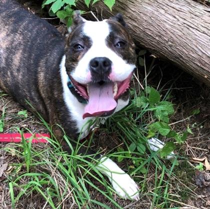 Pretzel, ADOPTABLE, Adult Female Pit Bull Terrier.