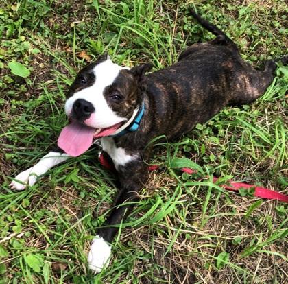 Enlarge Pretzel, a ADOPTABLE mixed breed in Potsdam, NY image 2/2