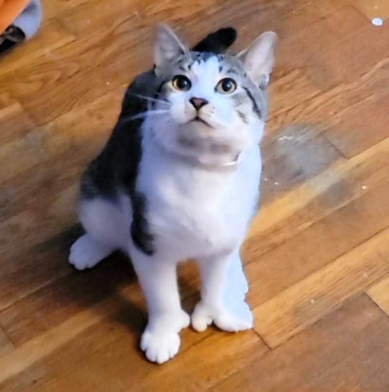 Mylo