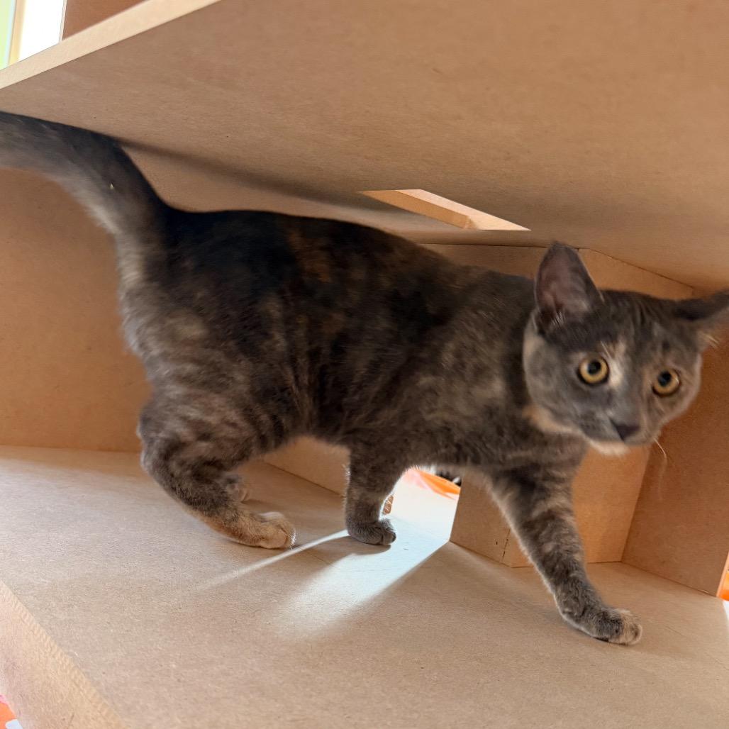 Harlow, Adoptable, Young Female Domestic Short Hair.