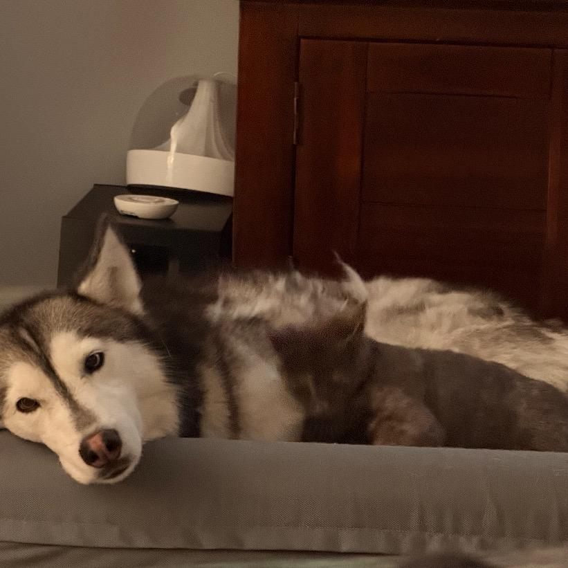 Enlarge Harlow, a Adoptable Domestic Short Hair in Tustin, CA image 2/6