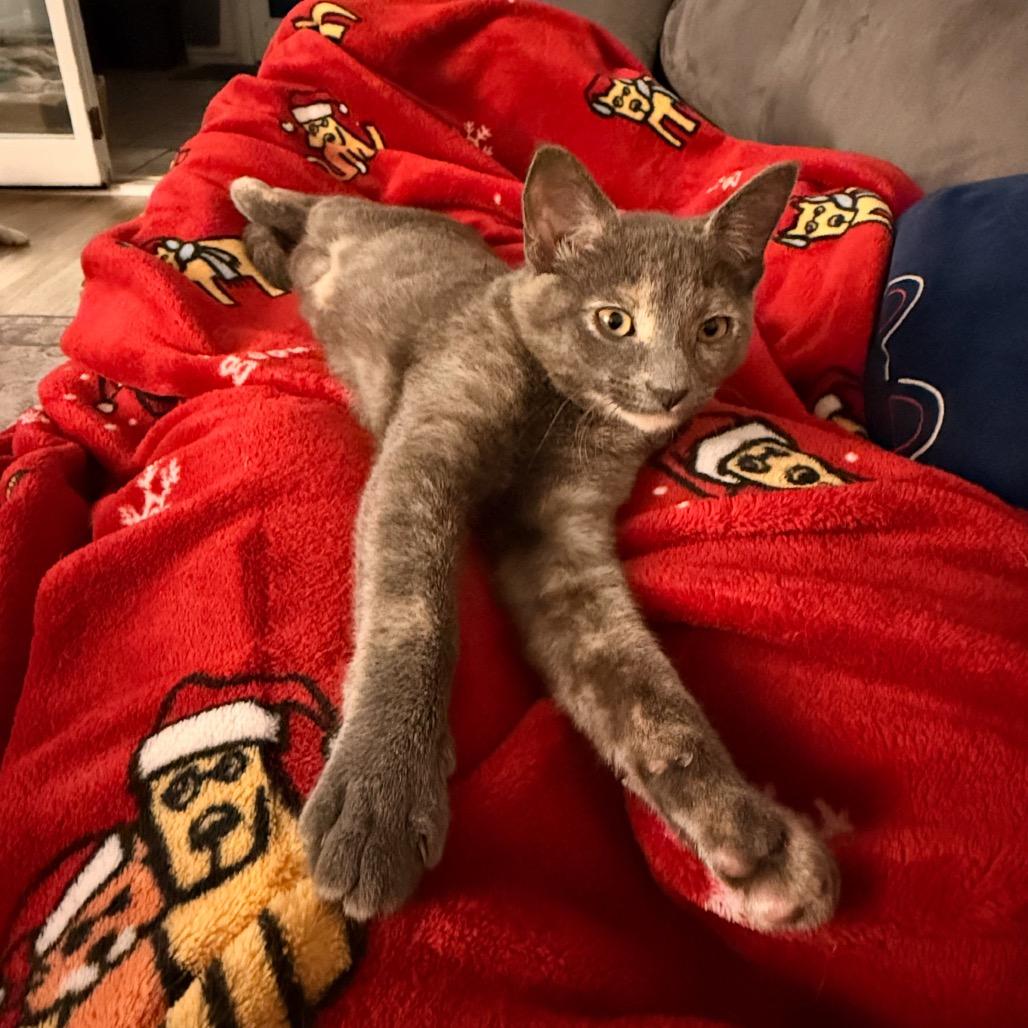 Enlarge Harlow, a Adoptable Domestic Short Hair in Tustin, CA image 3/6