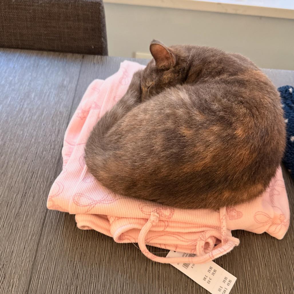 Enlarge Harlow, a Adoptable Domestic Short Hair in Tustin, CA image 4/6