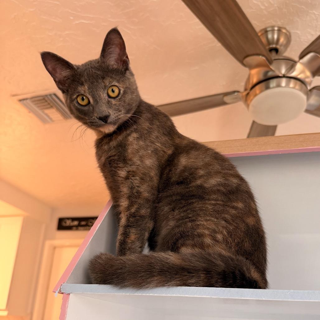 Enlarge Harlow, a Adoptable Domestic Short Hair in Tustin, CA image 5/6