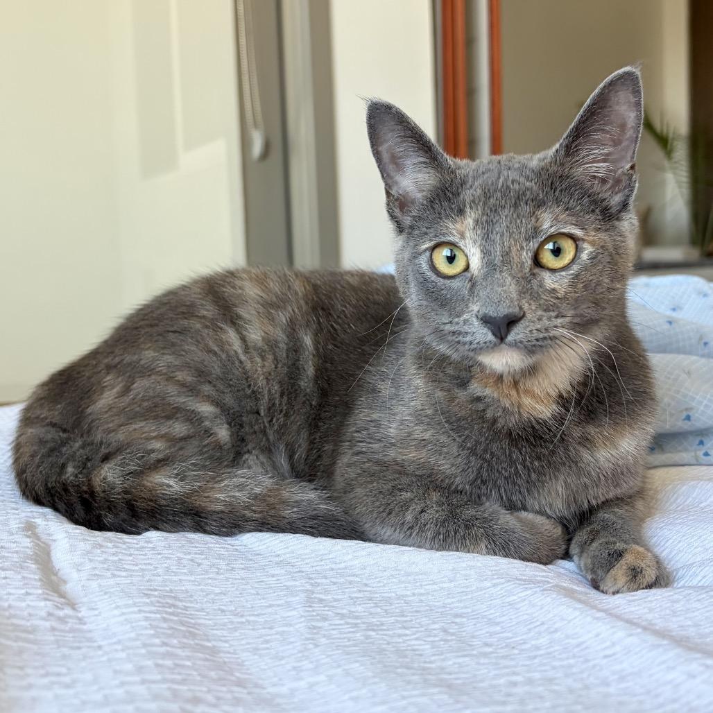 Enlarge Harlow, a Adoptable Domestic Short Hair in Tustin, CA image 6/6