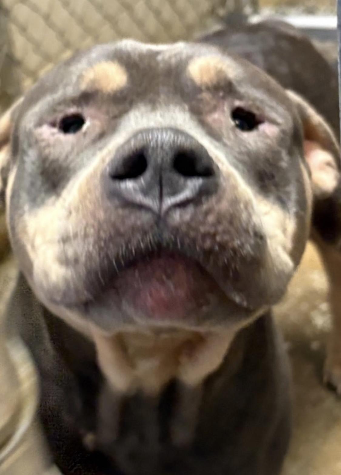 Barney ADOPTED, a Adoptable American Bully in Canton, OH image 3/4