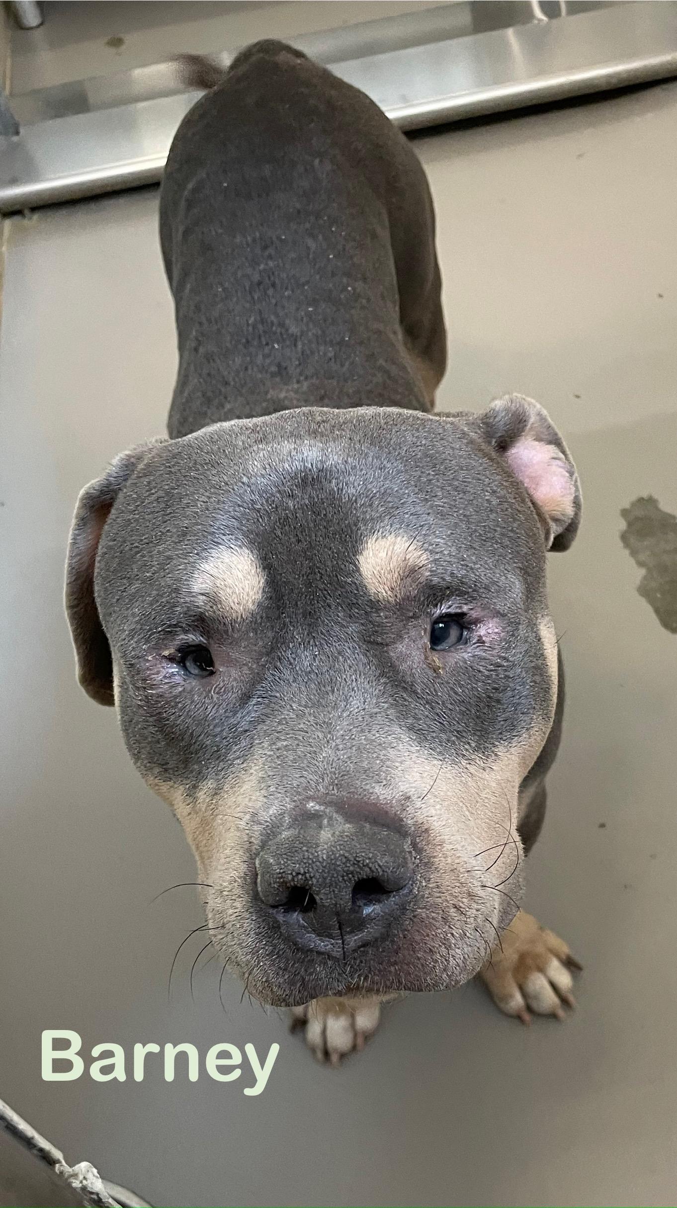 Barney ADOPTED, a Adoptable American Bully in Canton, OH image 4/4