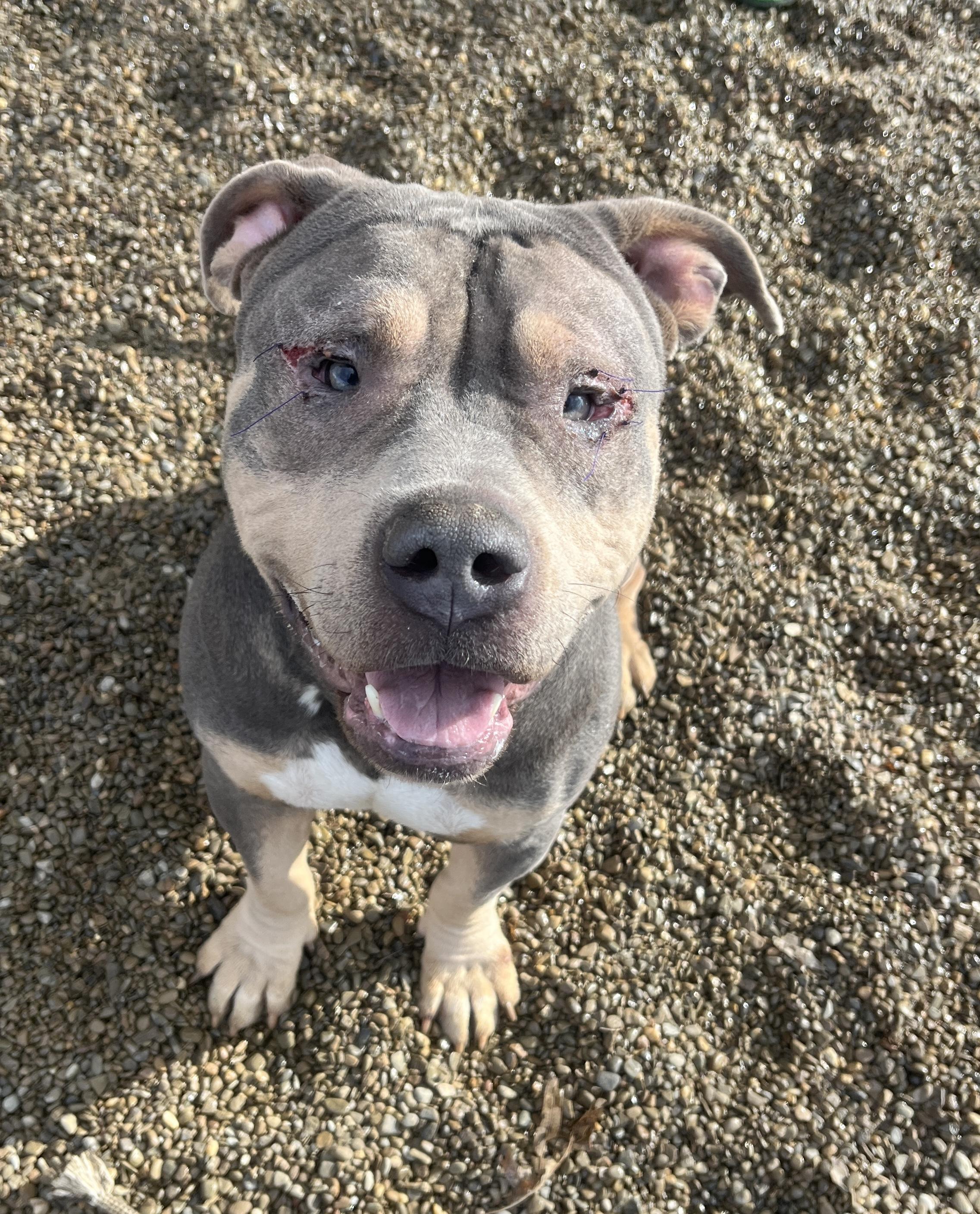 Barney ADOPTED, Adoptable, Adult Male American Bully.