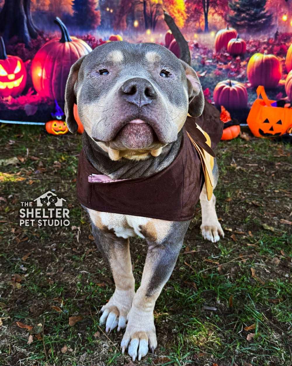 Barney ADOPTED, a Adoptable American Bully in Canton, OH image 2/4