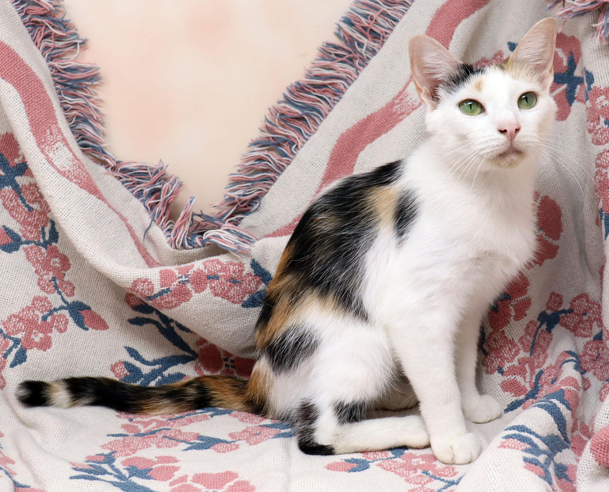 Enlarge Hana, a Adoptable Domestic Short Hair in Tierra Verde, FL image 1/3