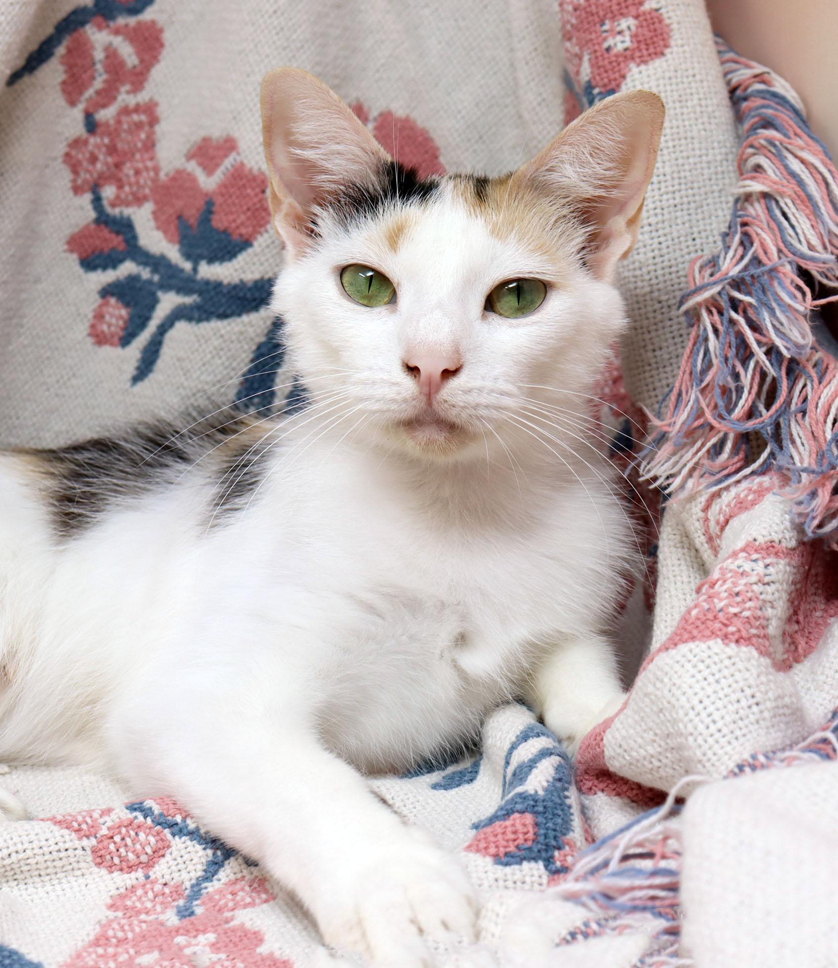 Enlarge Hana, a Adoptable Domestic Short Hair in Tierra Verde, FL image 2/3