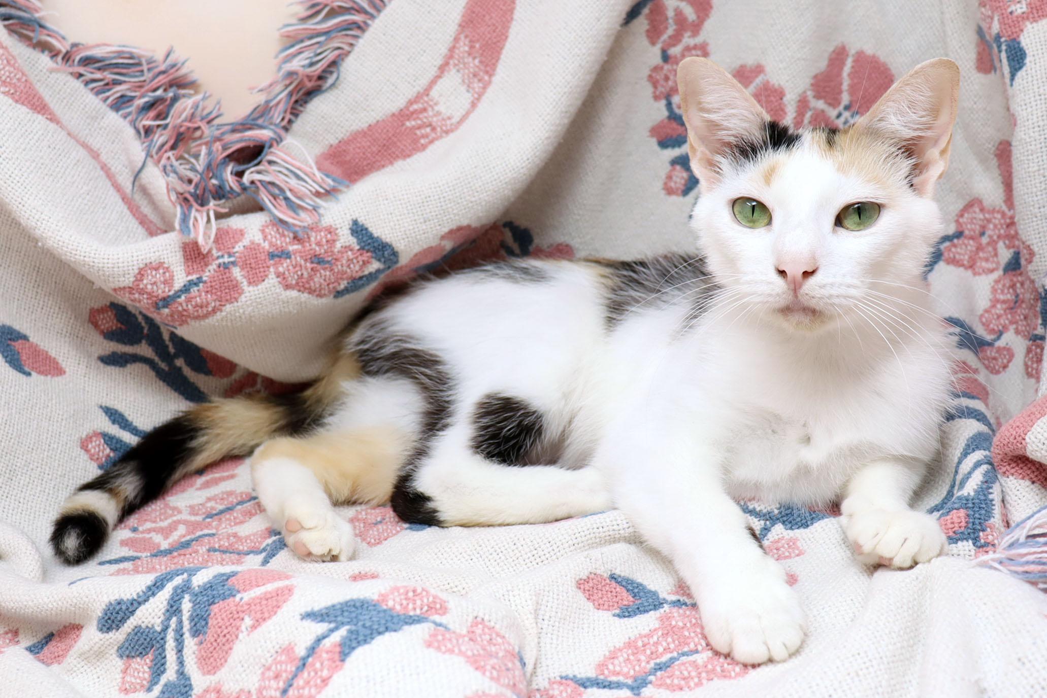 Enlarge Hana, a Adoptable Domestic Short Hair in Tierra Verde, FL image 3/3