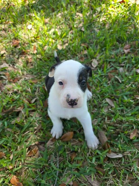 Makai, adopted, Puppy Male Shepherd & Hound.