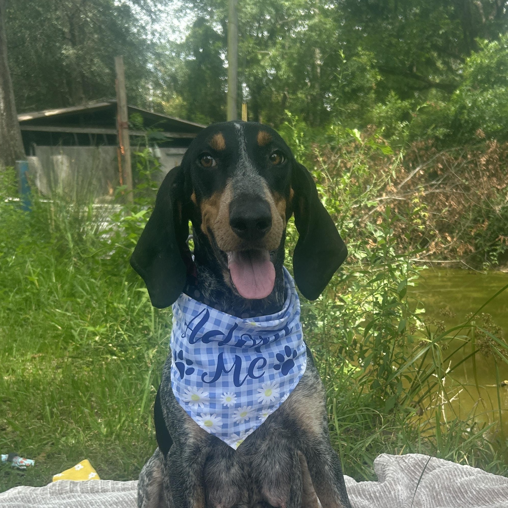 Gracie (Benefactor Dog), Adult Female Bluetick Coonhound