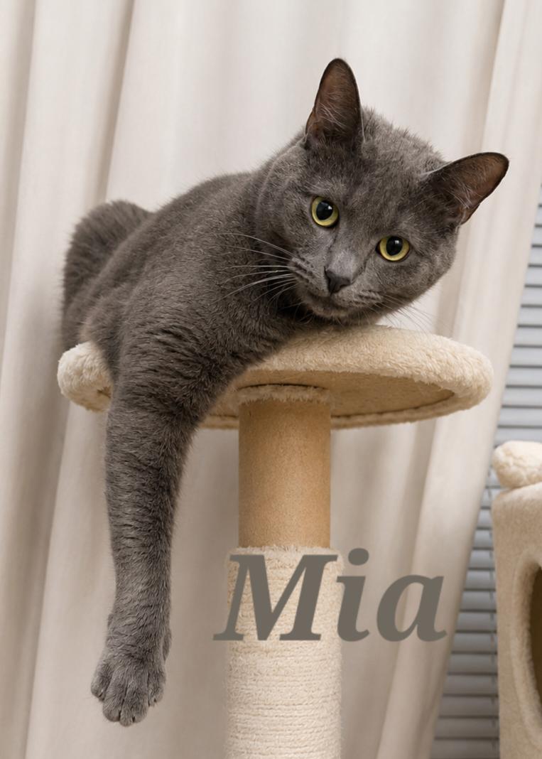 Enlarge Mia, an adopted Extra-Toes Cat / Hemingway Polydactyl in Monroeville, PA image 1/1