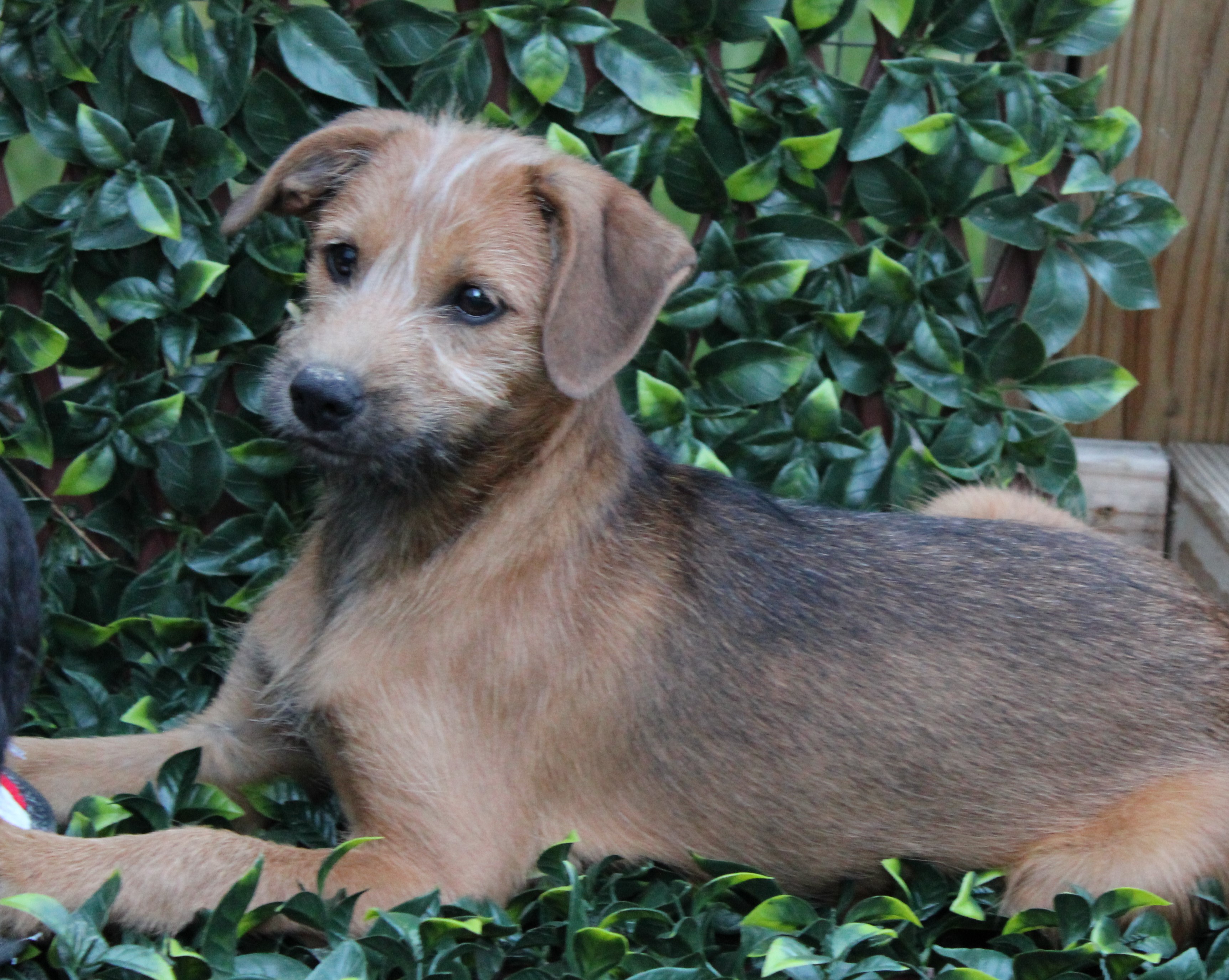 Praline, Adopted, Young Female Wirehaired Terrier.
