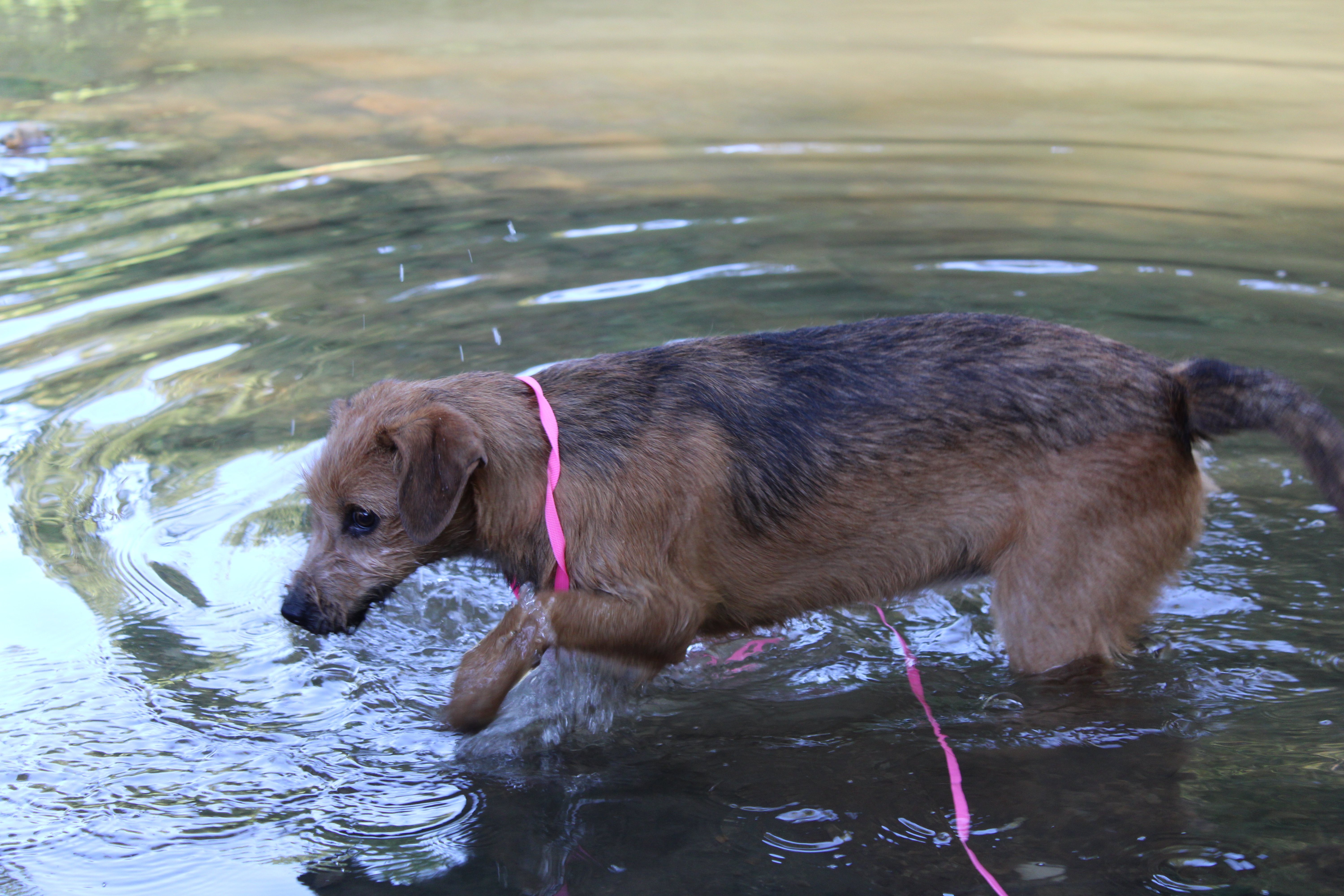 Praline, a Adopted Wirehaired Terrier in Farmington, CT image 6/6