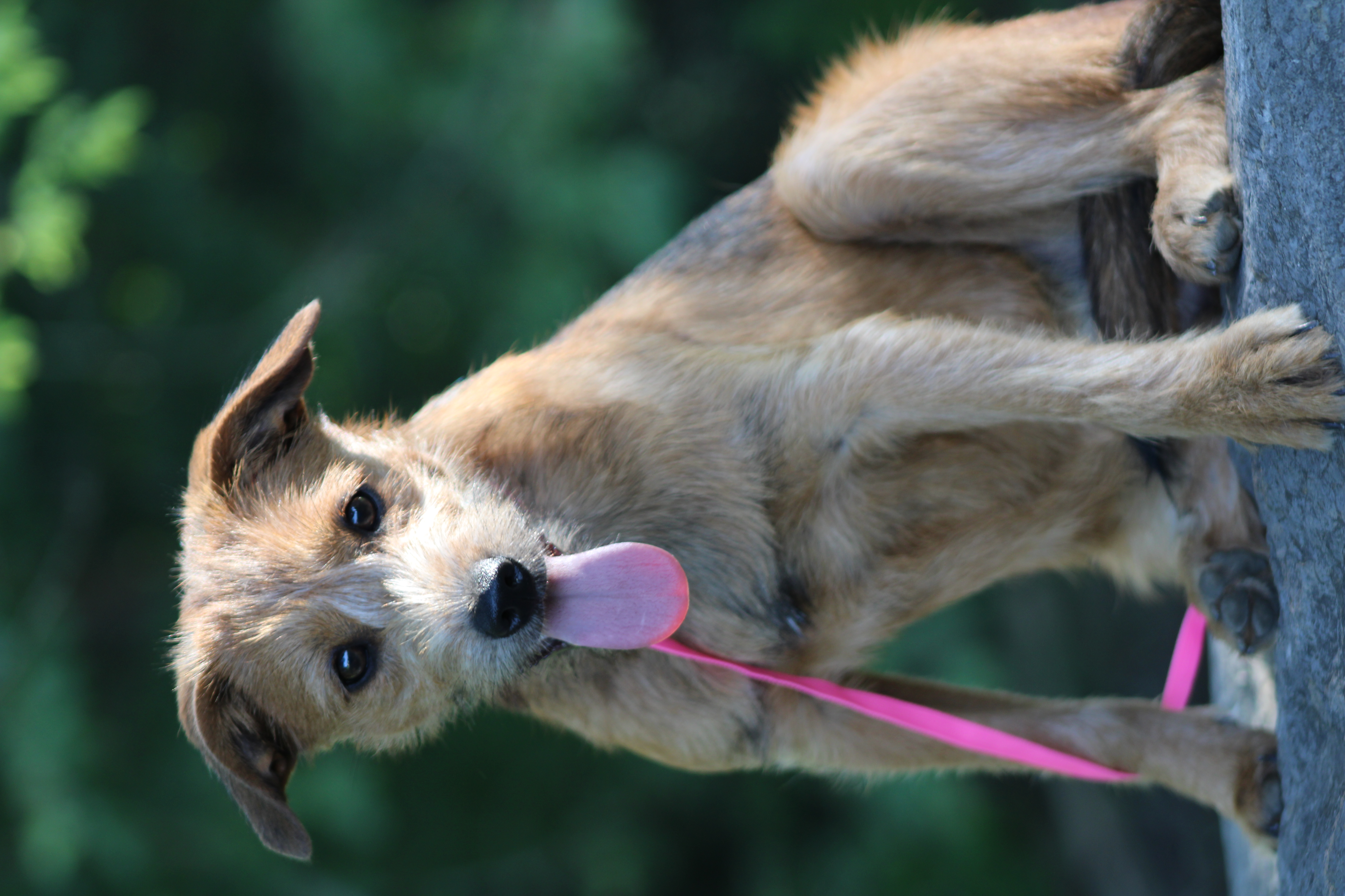 Praline, a Adopted Wirehaired Terrier in Farmington, CT image 5/6