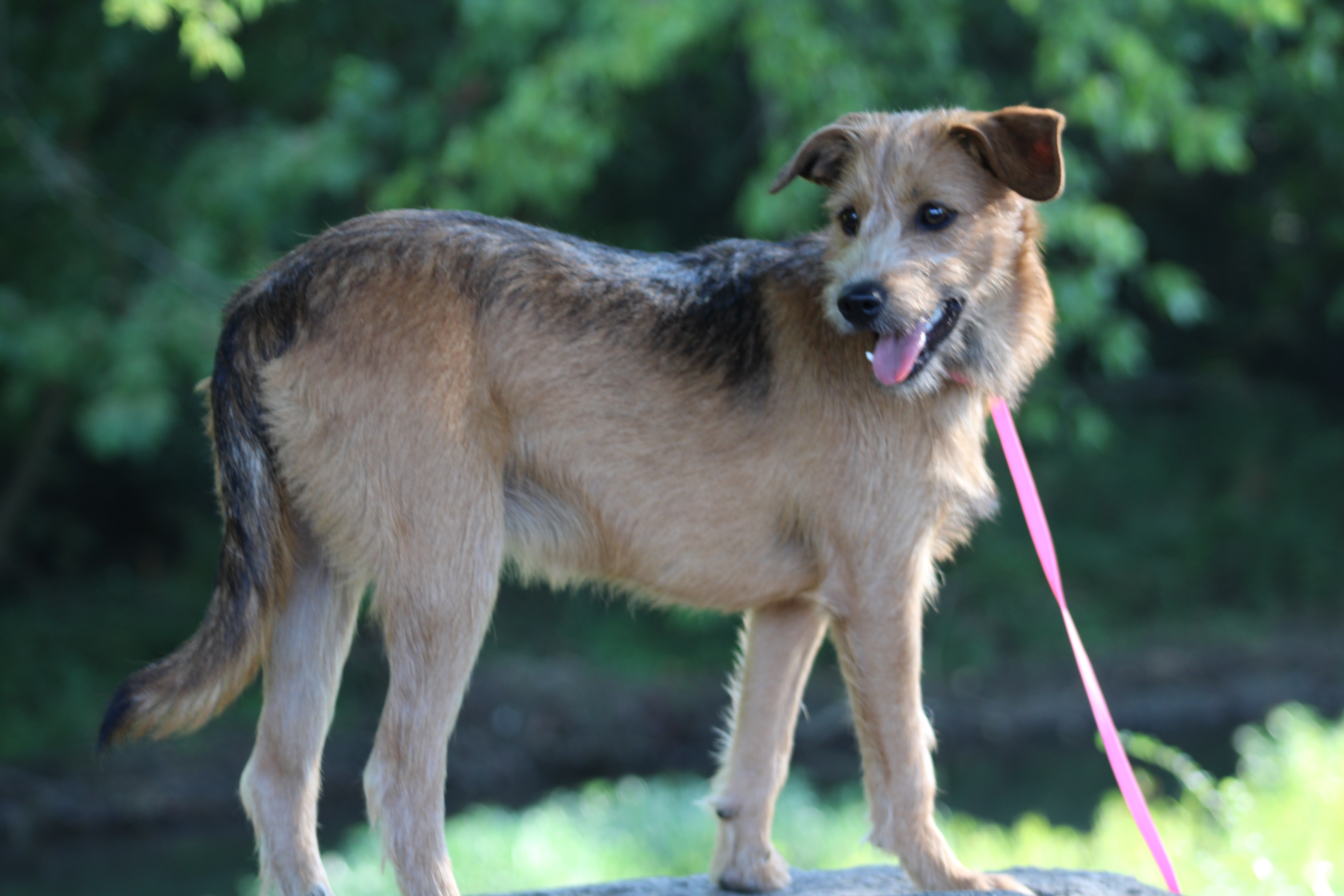 Praline, a Adopted Wirehaired Terrier in Farmington, CT image 4/6