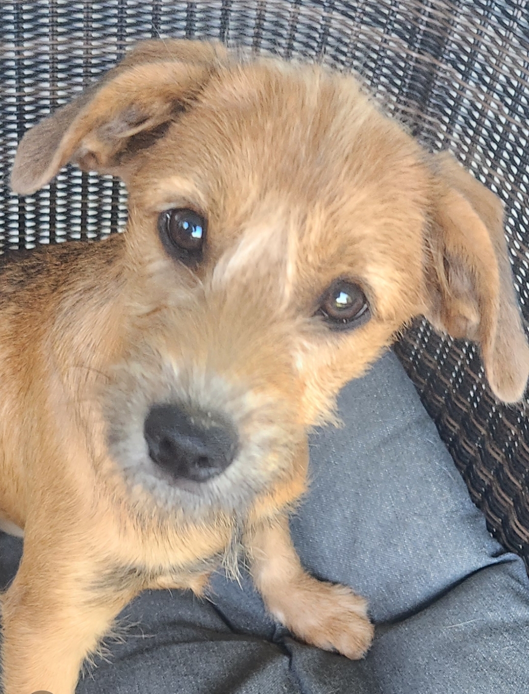 Praline, a Adopted Wirehaired Terrier in Farmington, CT image 3/6