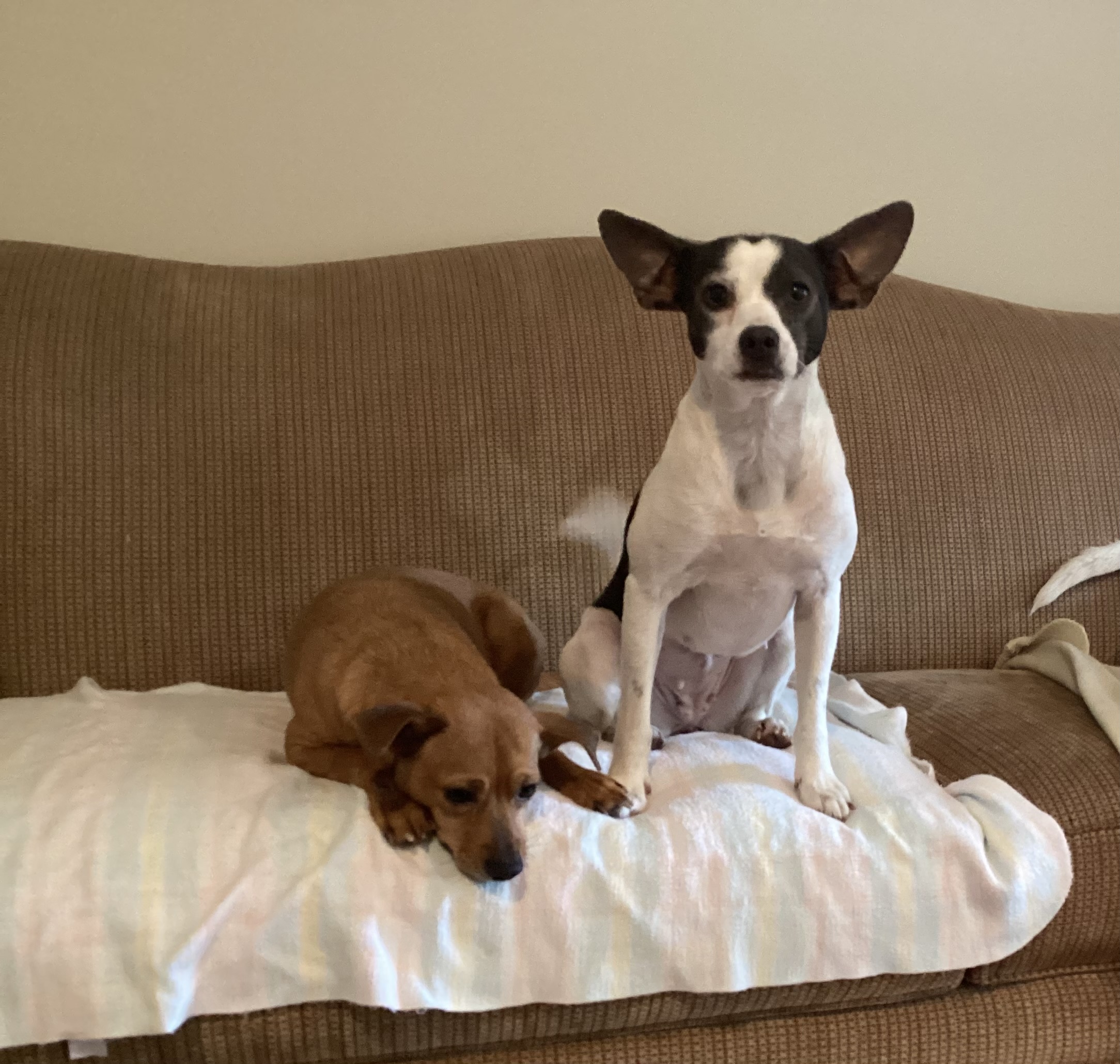 Enlarge Candy, a Adoptable mixed breed in Barnegat, NJ image 2/5