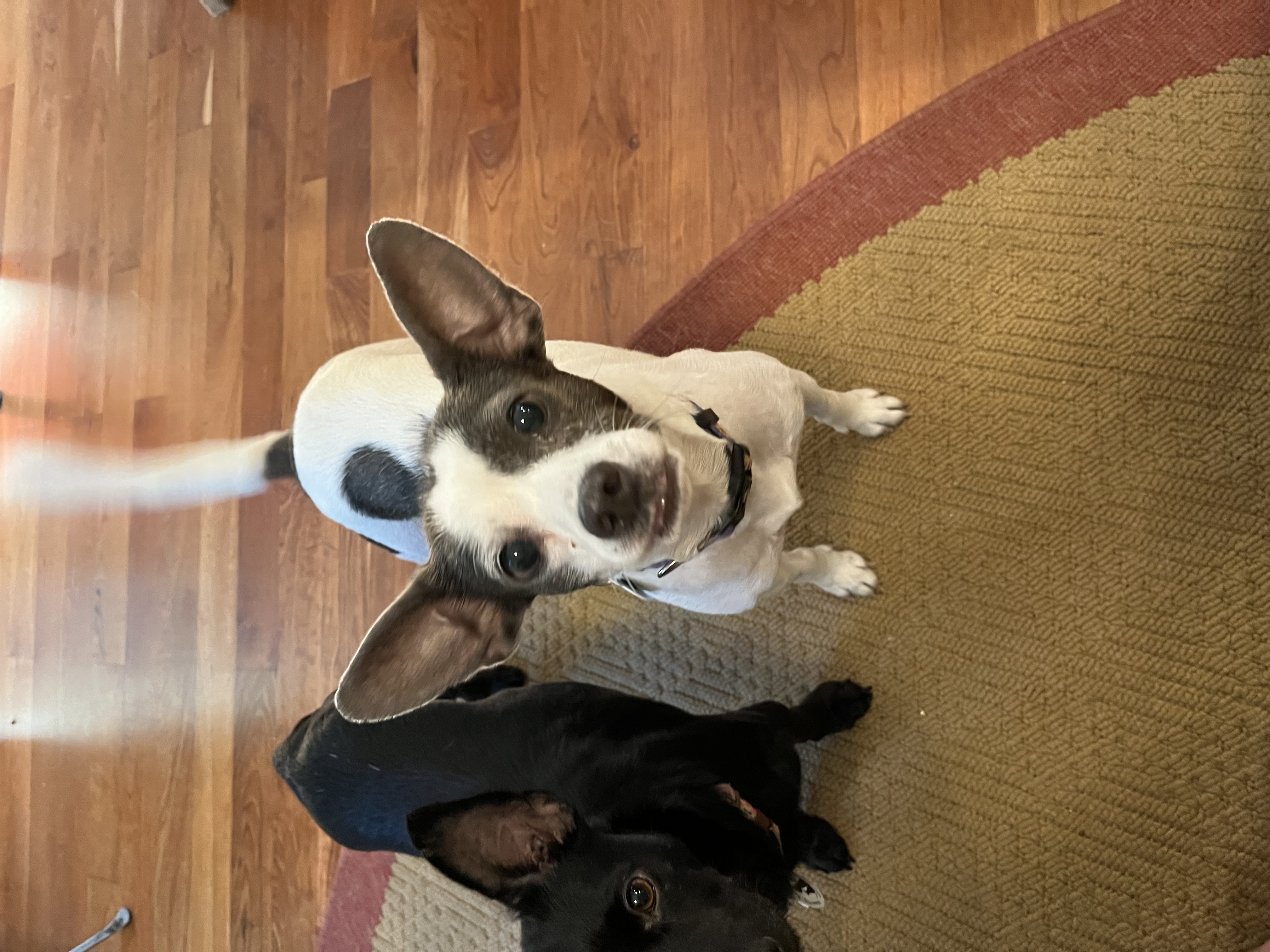 Enlarge Candy, a Adoptable mixed breed in Barnegat, NJ image 1/5