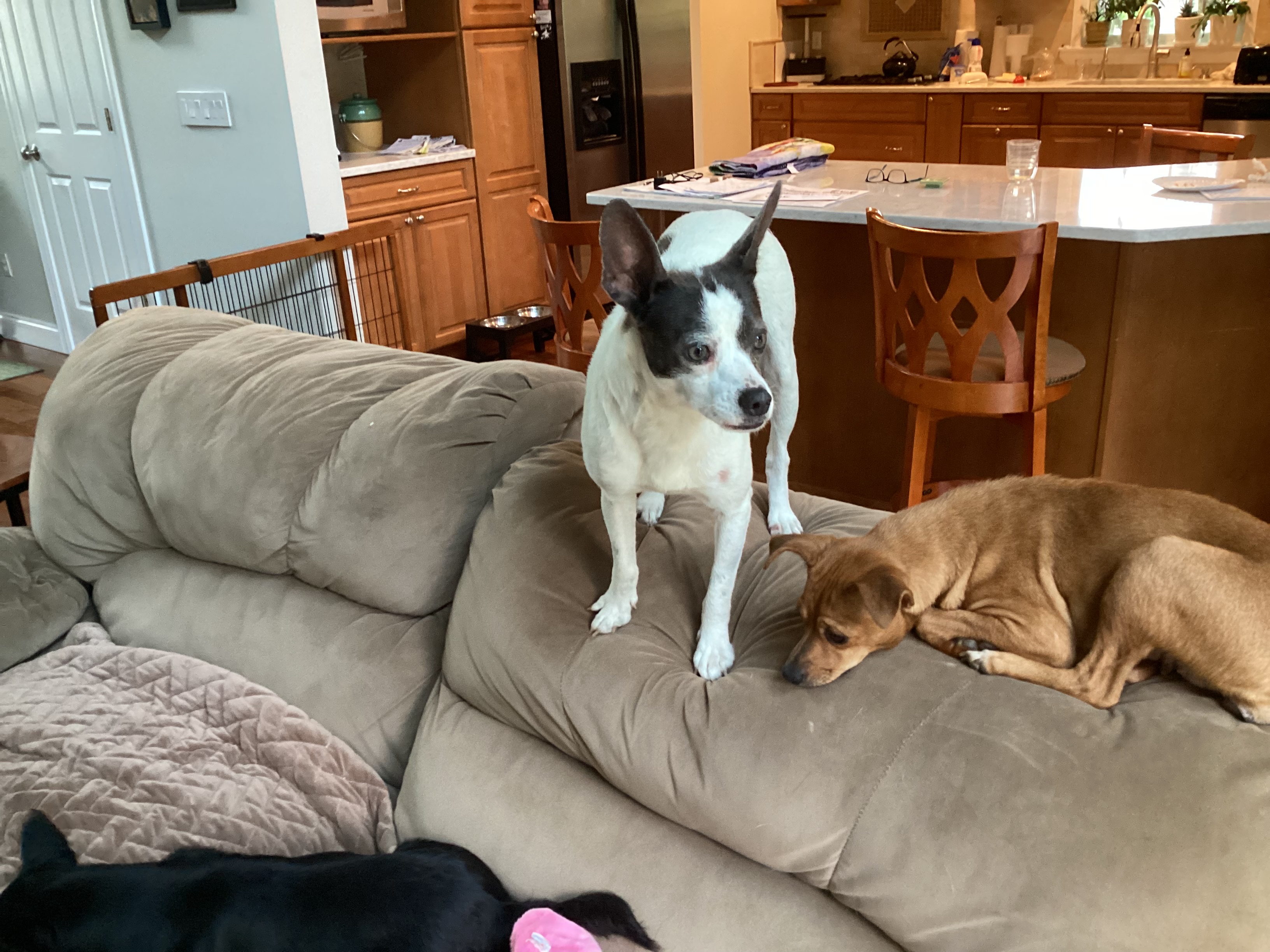 Enlarge Candy, a Adoptable mixed breed in Barnegat, NJ image 3/5