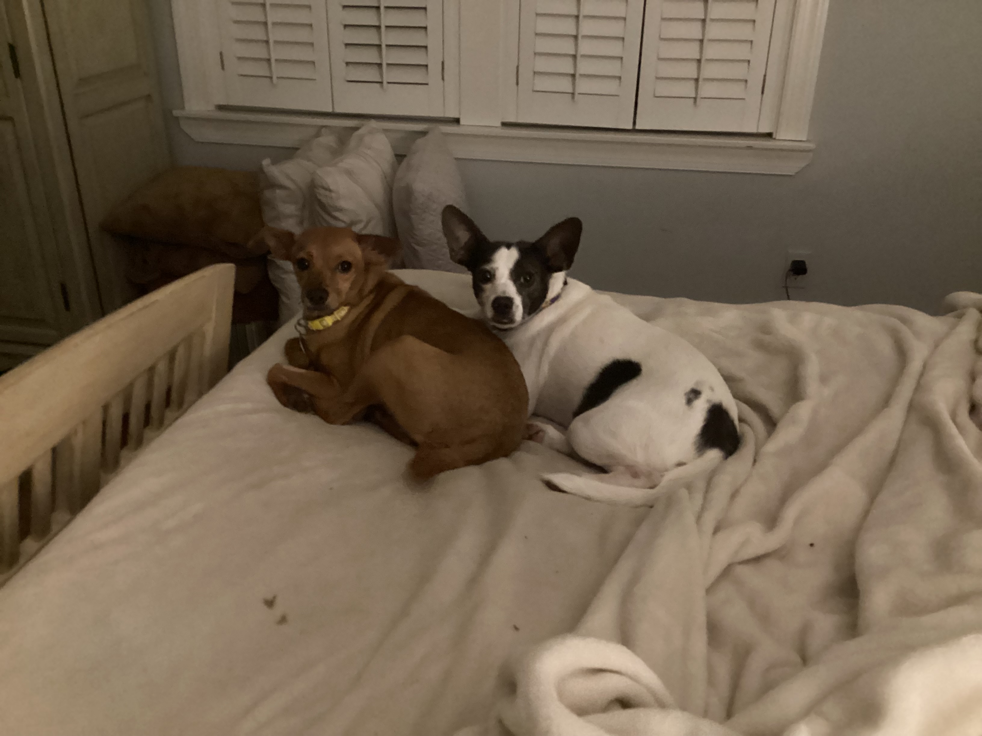 Enlarge Candy, a Adoptable mixed breed in Barnegat, NJ image 4/5