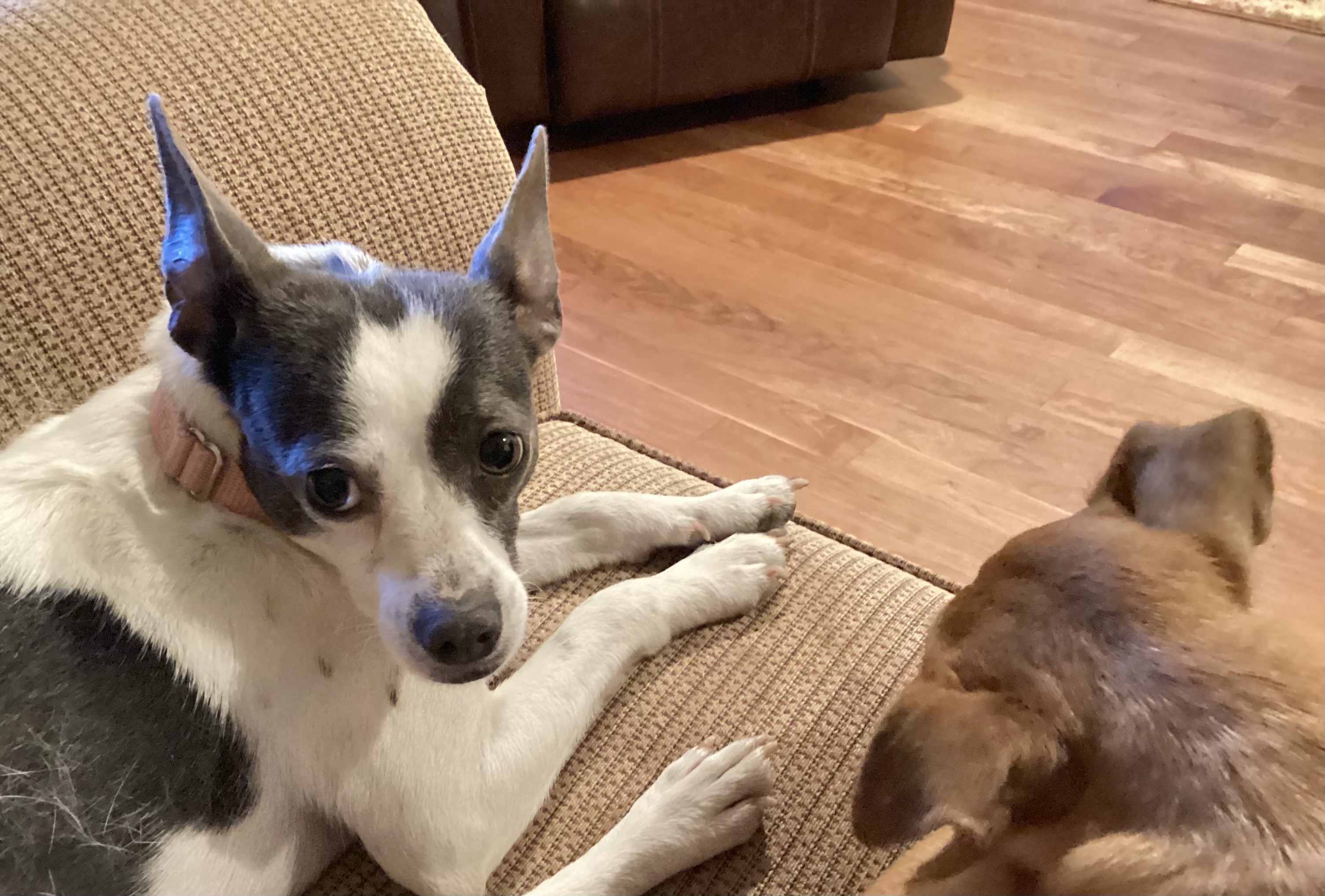 Enlarge Candy, a Adoptable mixed breed in Barnegat, NJ image 5/5