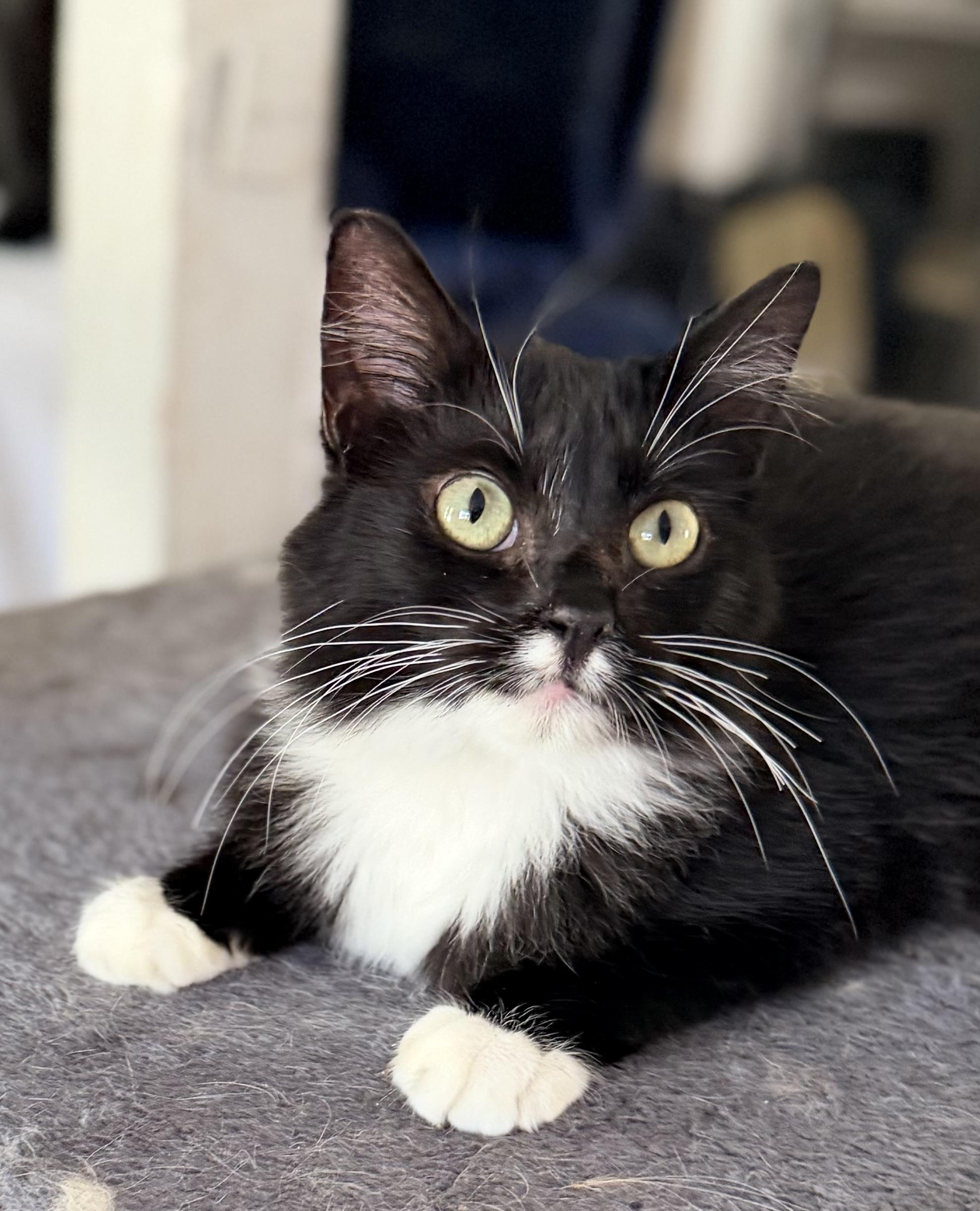 LEAH, a ADOPTABLE mixed breed in Rowland Heights, CA image 4/4