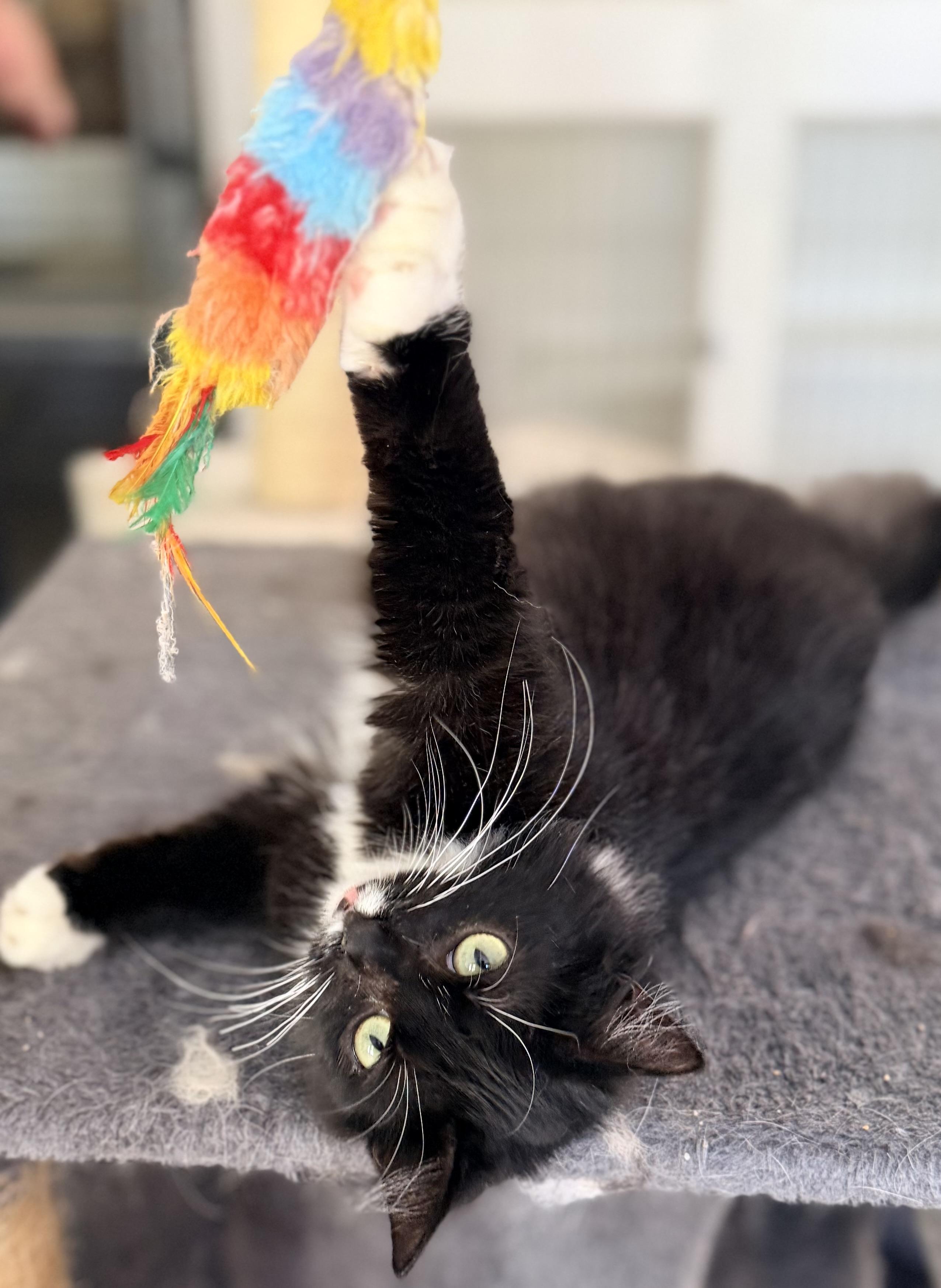 LEAH, a ADOPTABLE mixed breed in Rowland Heights, CA image 3/4