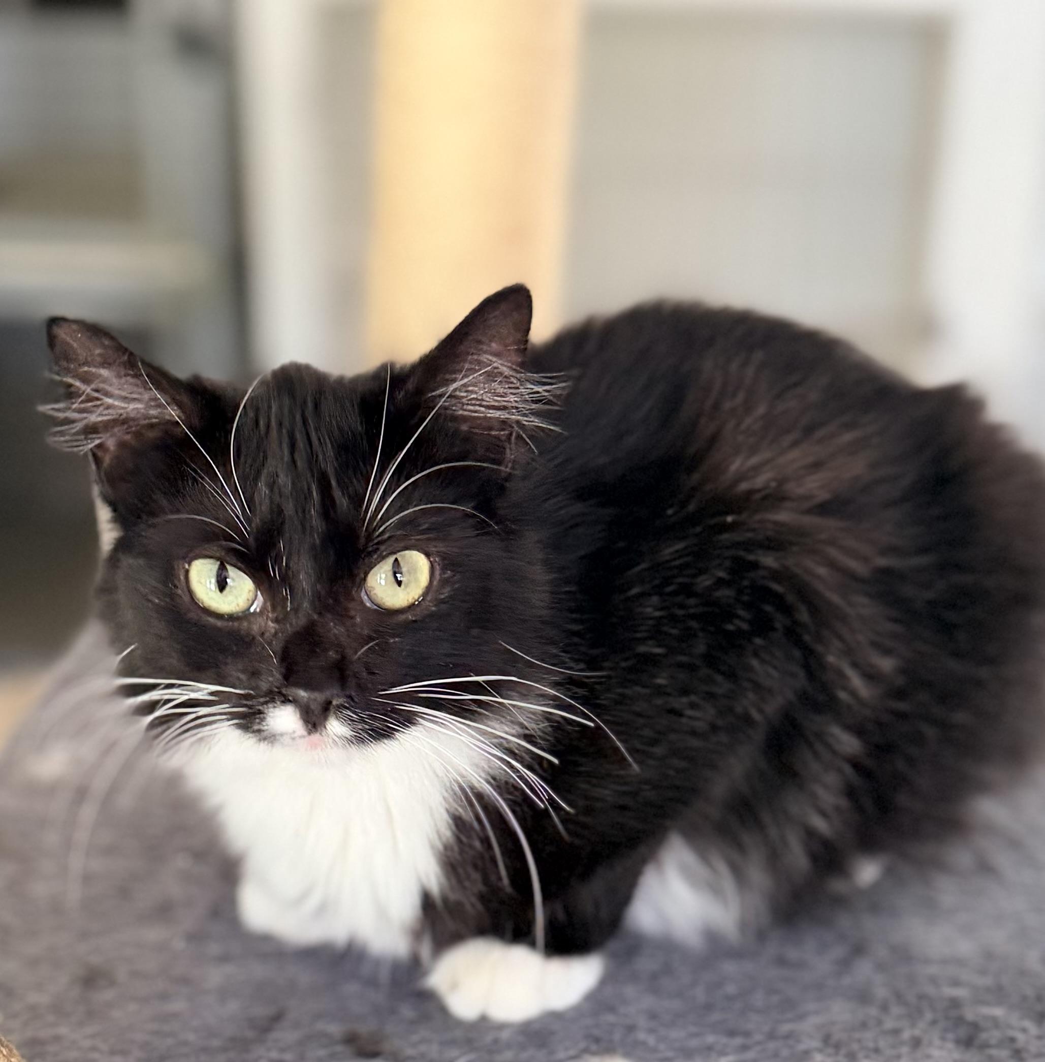 LEAH, a ADOPTABLE mixed breed in Rowland Heights, CA image 1/4