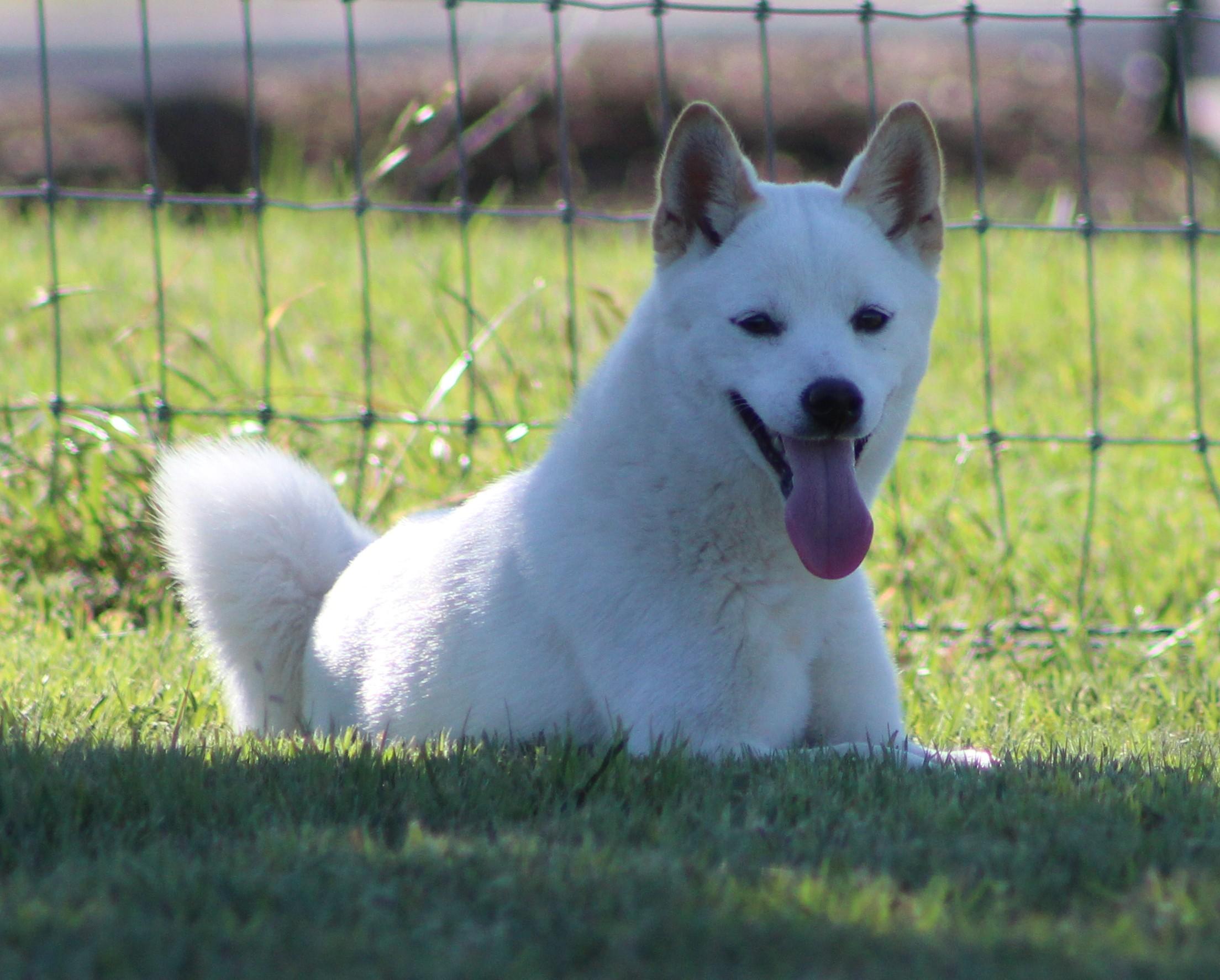 Enlarge Halo, an adopted Klee Kai in Temple, TX image 2/5