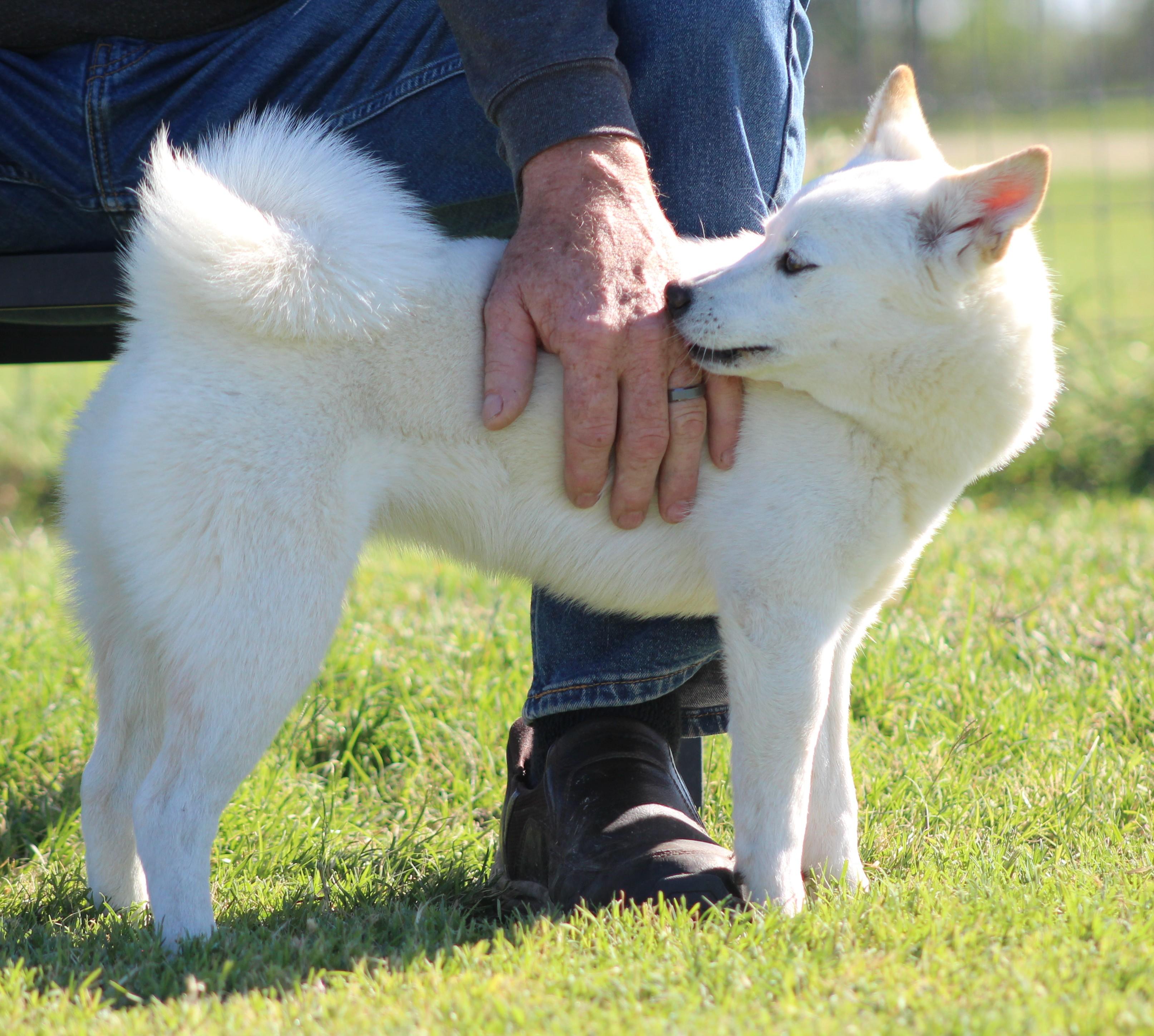 Enlarge Halo, an adopted Klee Kai in Temple, TX image 4/5