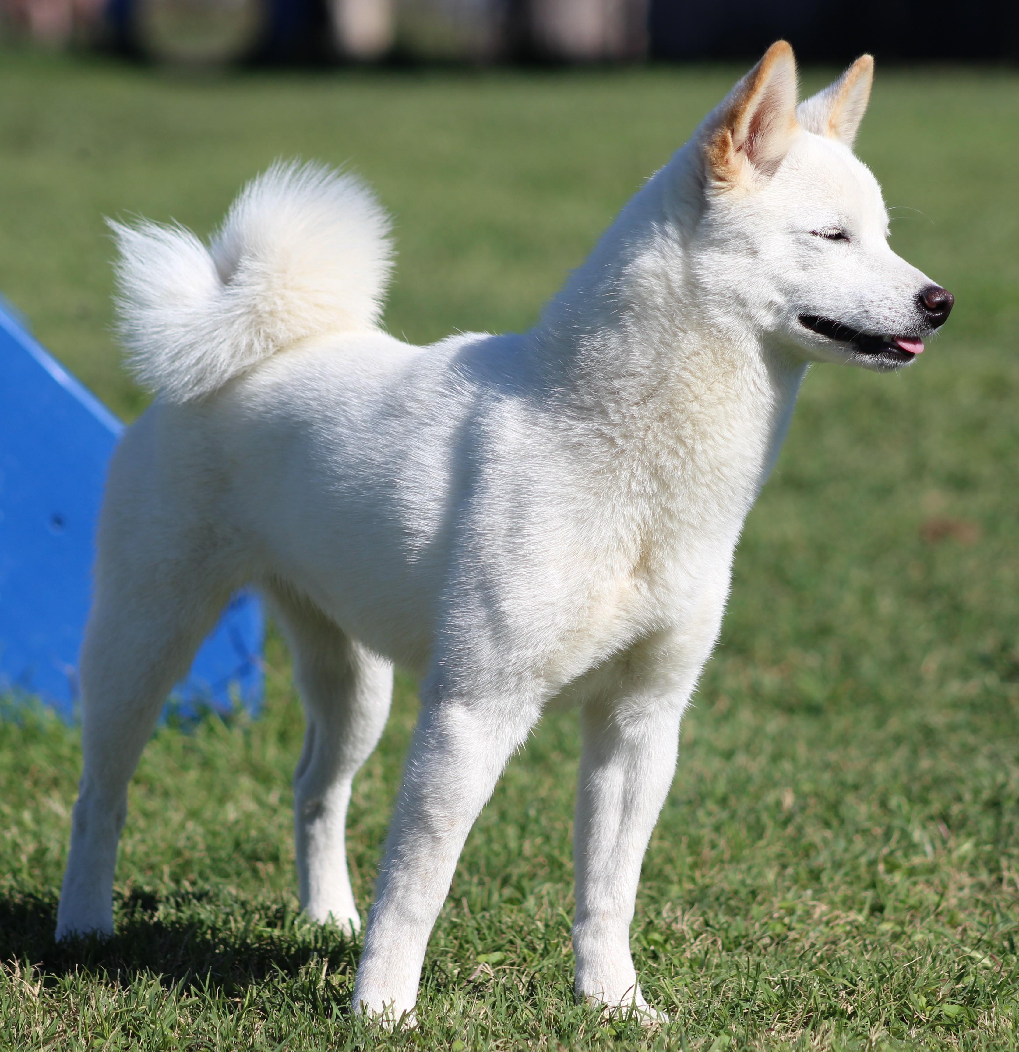 Enlarge Halo, an adopted Klee Kai in Temple, TX image 5/5