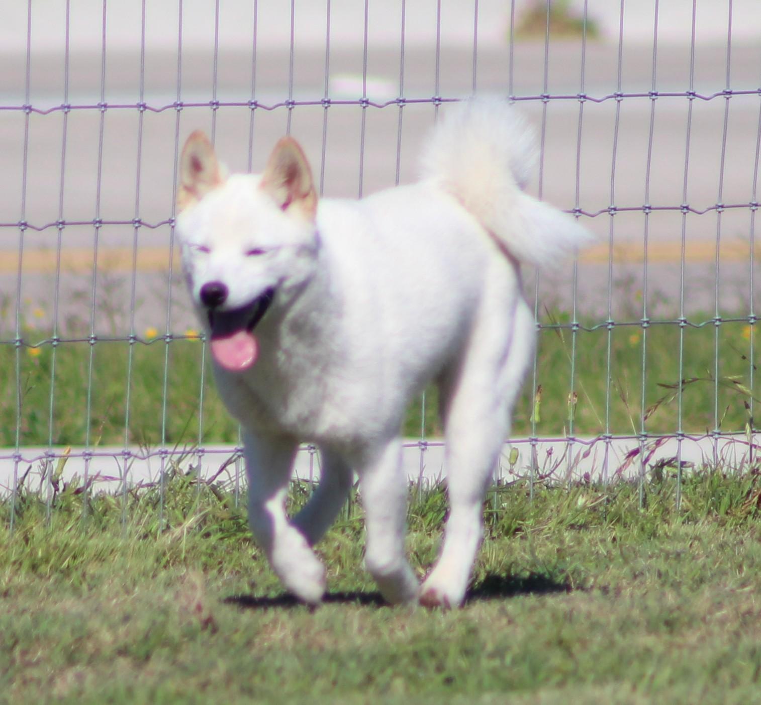 Enlarge Halo, an adopted Klee Kai in Temple, TX image 3/5