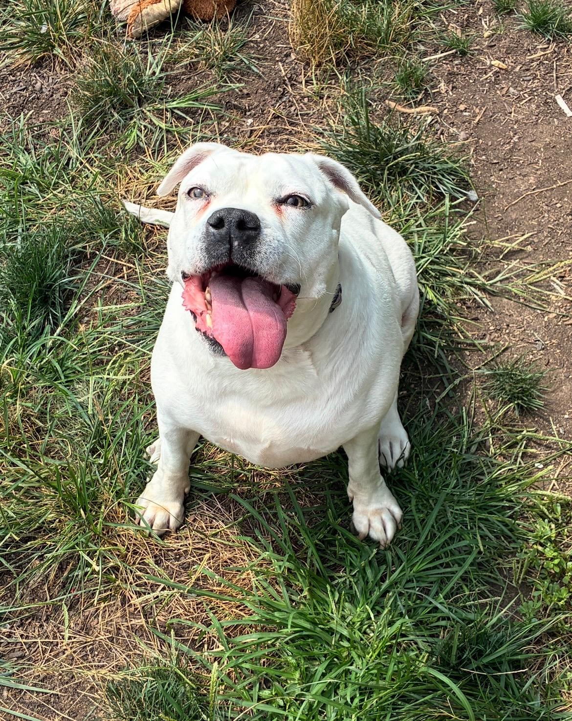 Enlarge Luci, a Adoptable Pit Bull Terrier in Philadelphia, PA image 1/5