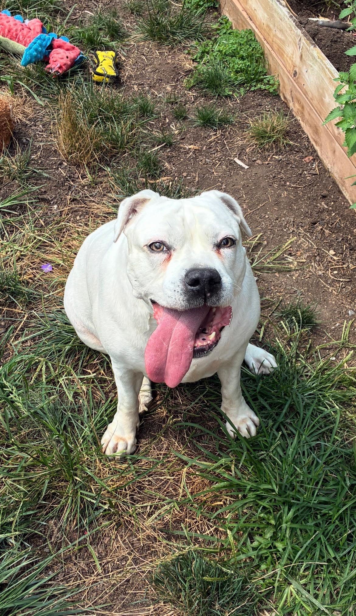Enlarge Luci, a Adoptable Pit Bull Terrier in Philadelphia, PA image 2/5