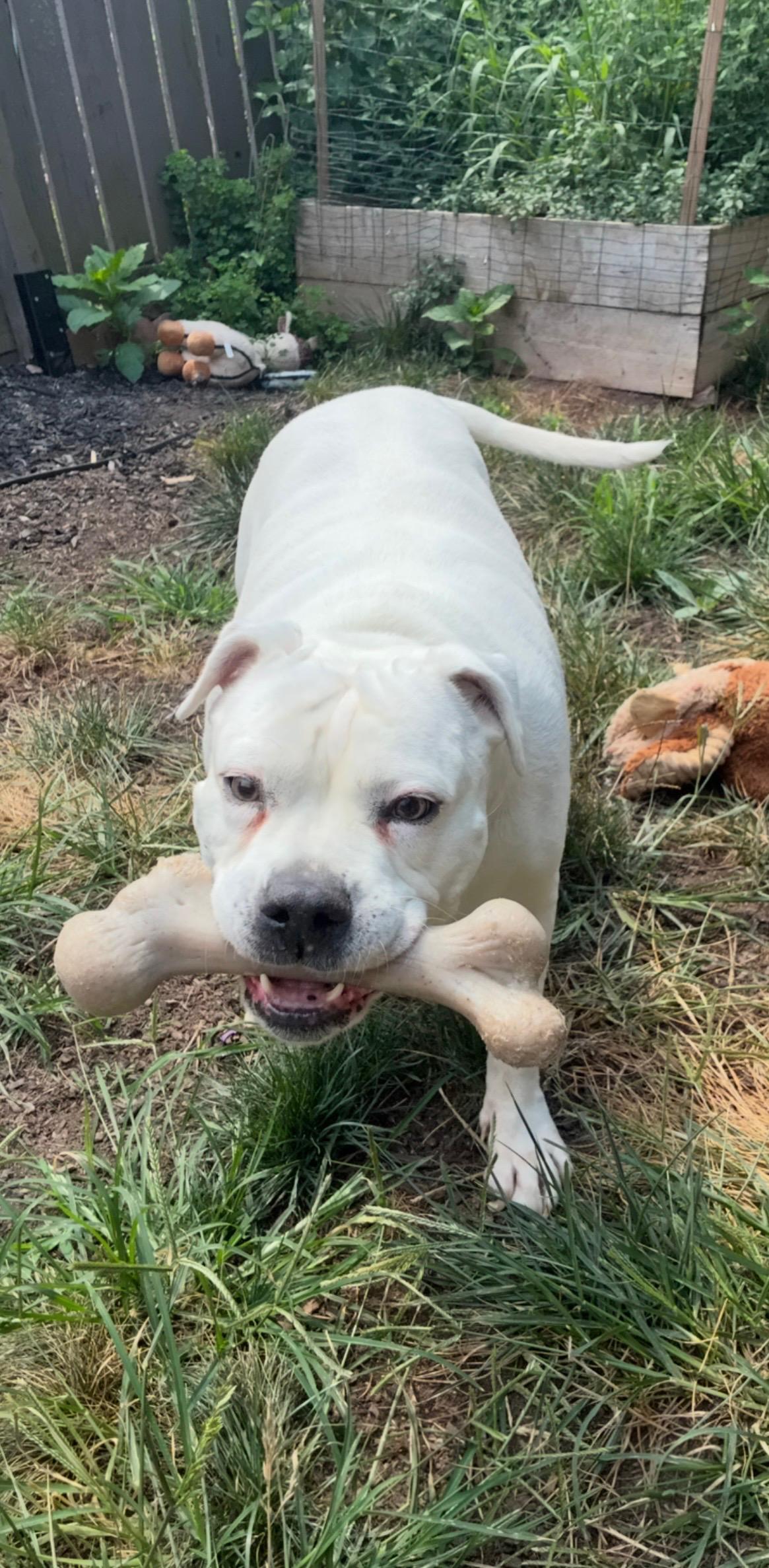Enlarge Luci, a Adoptable Pit Bull Terrier in Philadelphia, PA image 5/5