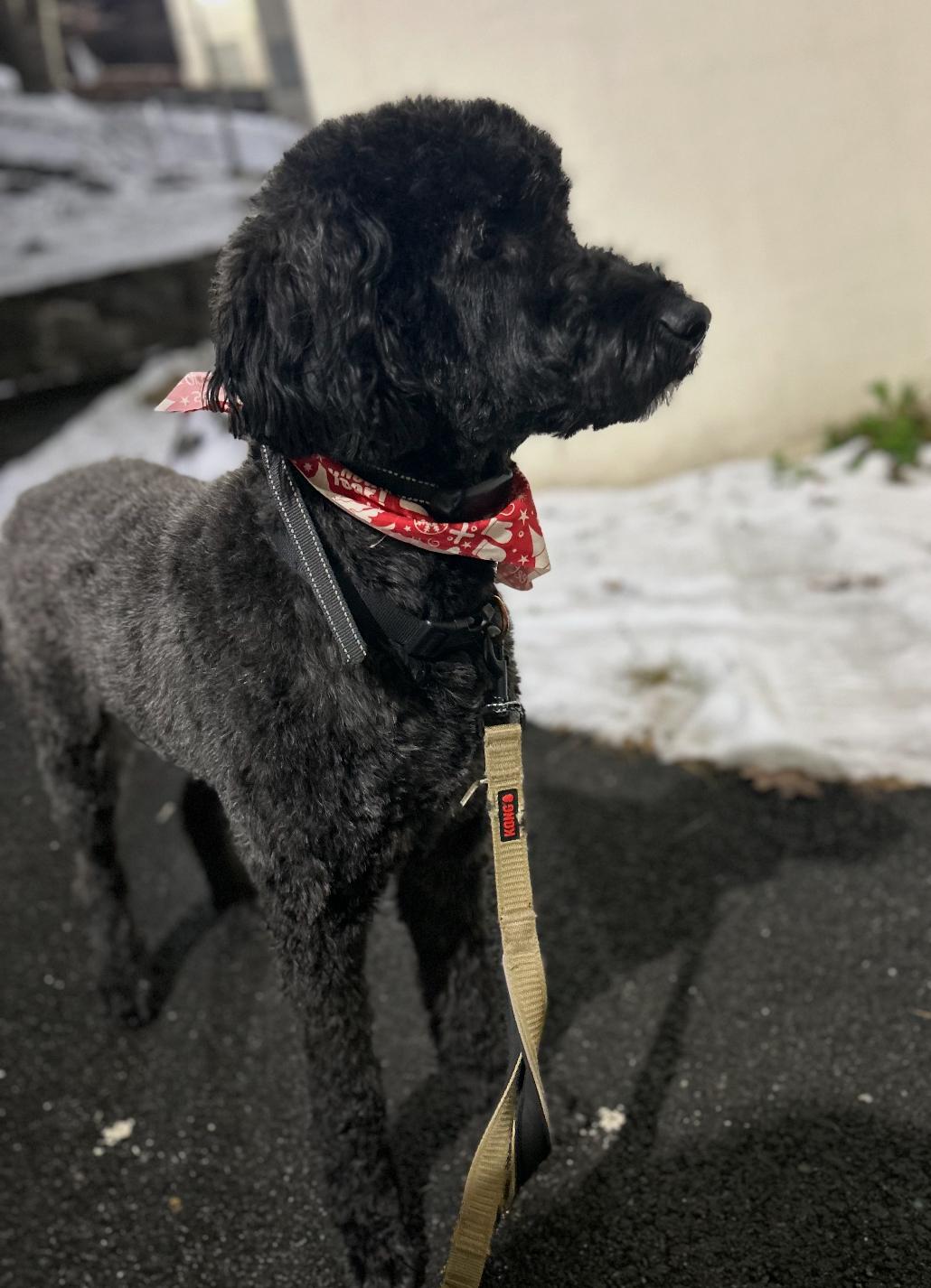 Nolyn, an adoptable Goldendoodle in Brooklyn, NY, 11235 | Photo Image 2